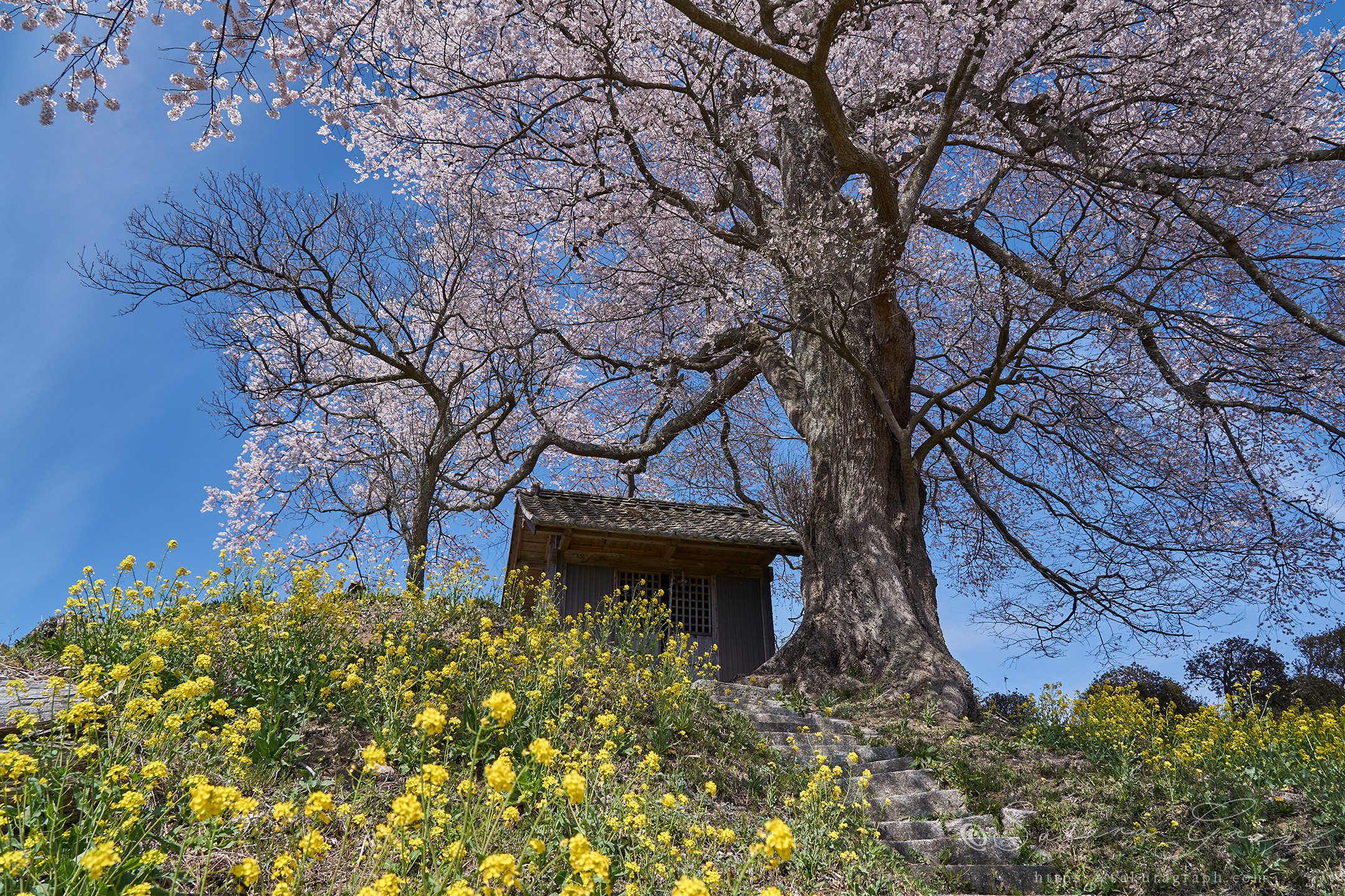 七草木天神桜