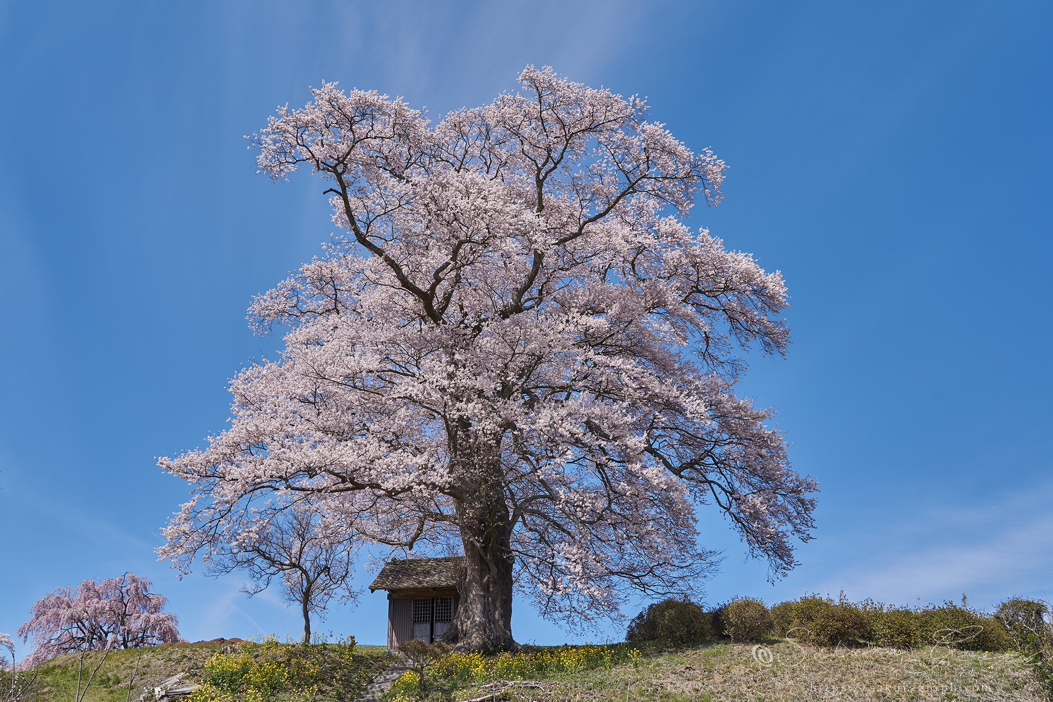 七草木天神桜