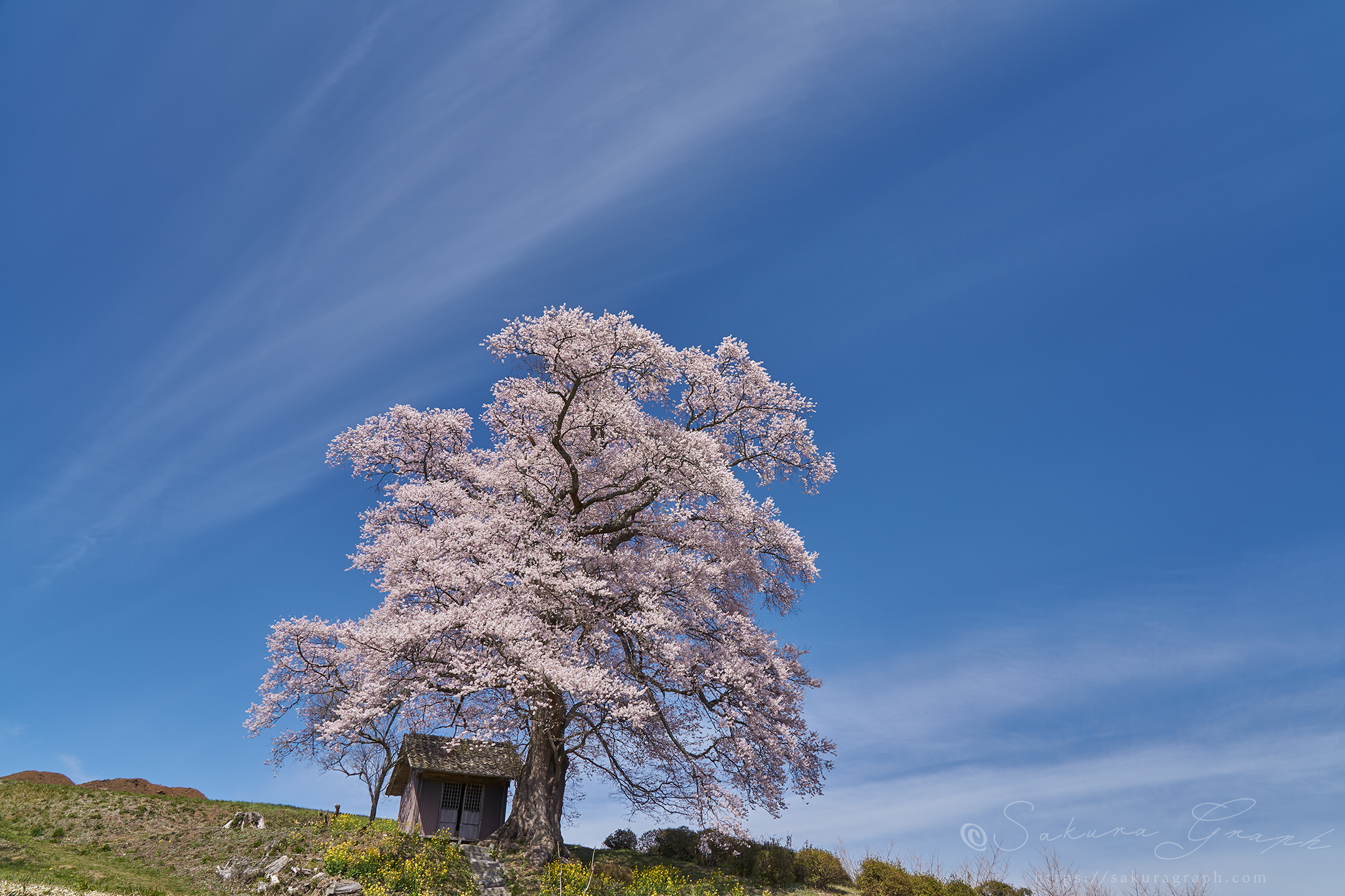 七草木天神桜