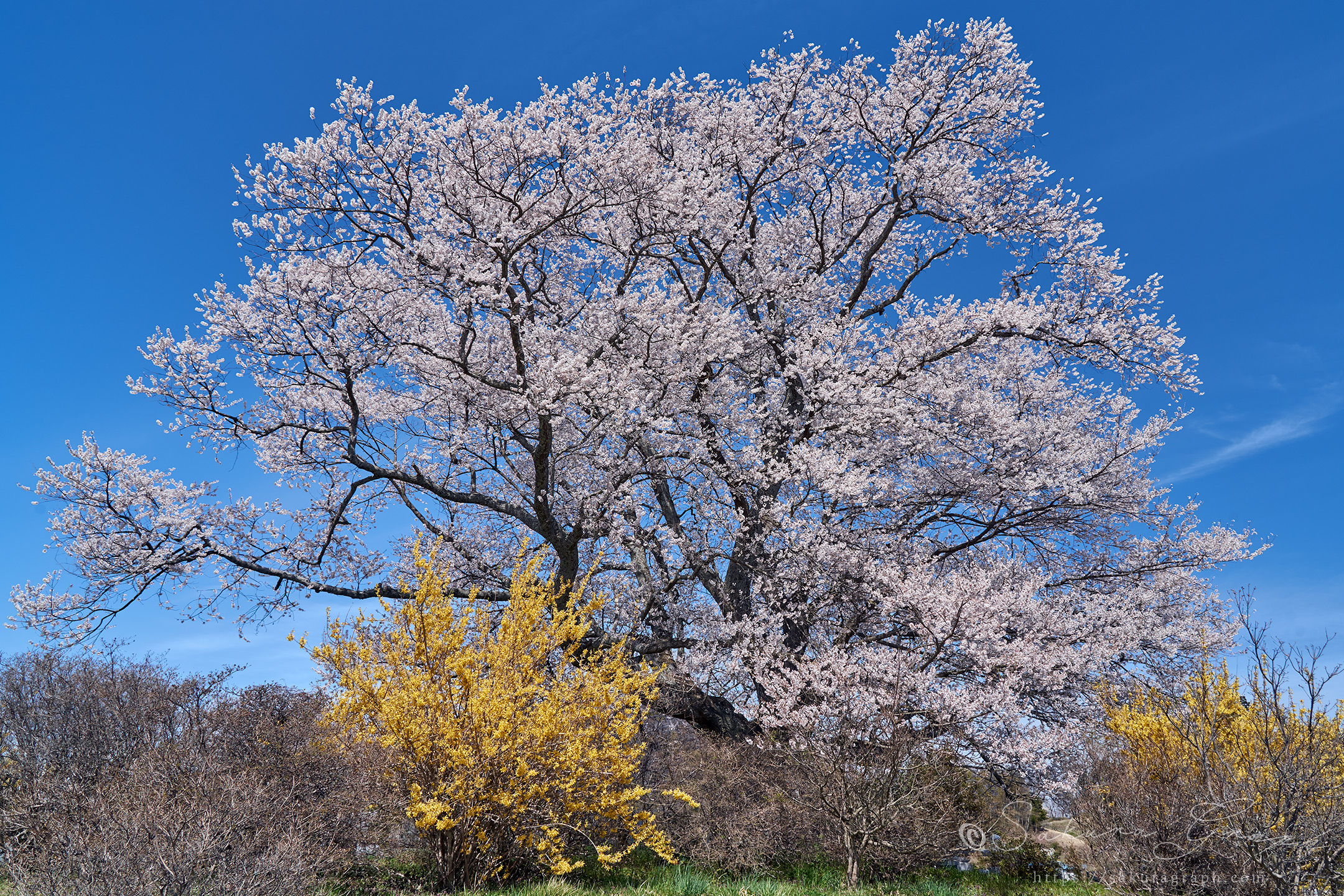 七草木桜