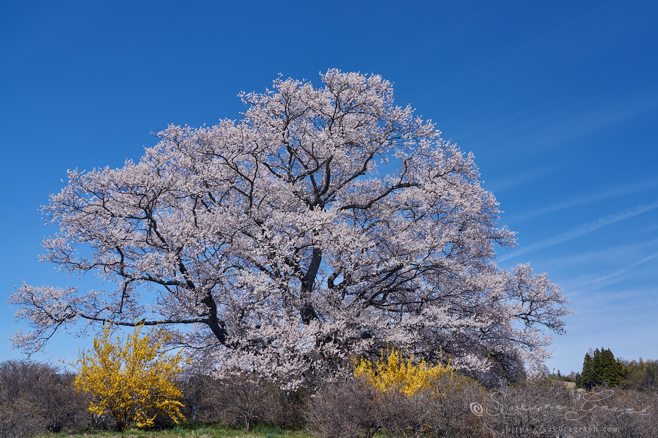 七草木桜