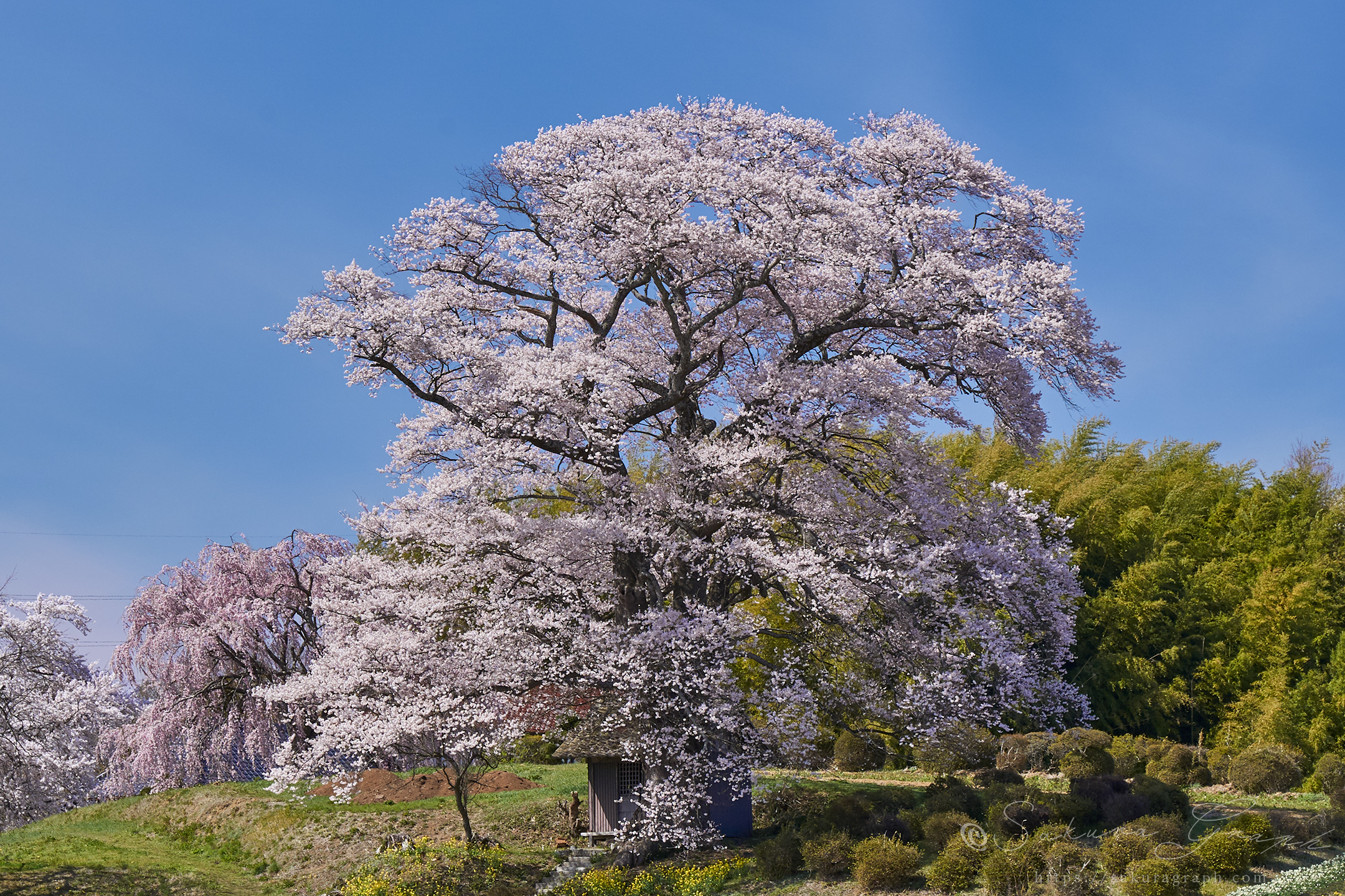 七草木天神桜