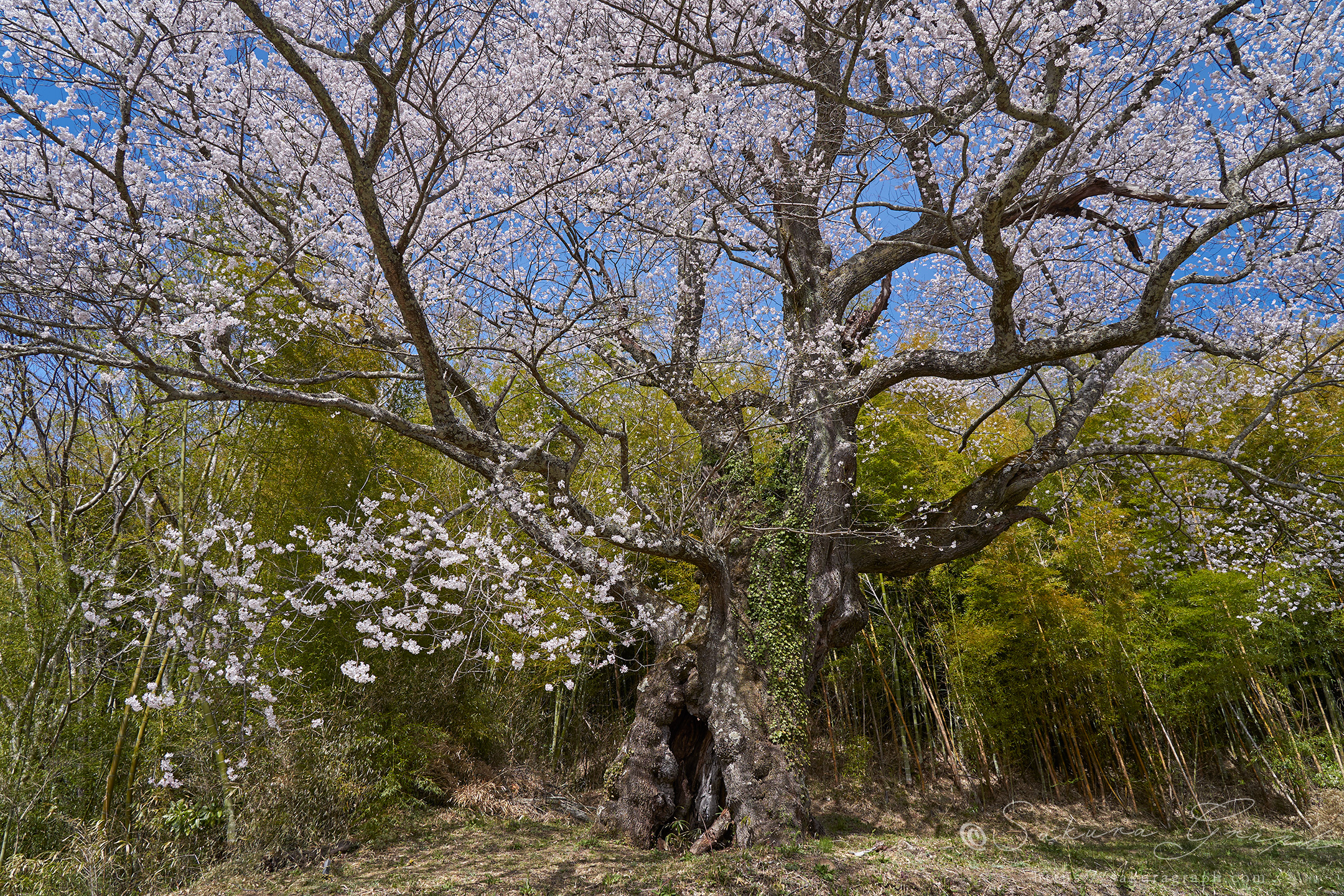 大桜