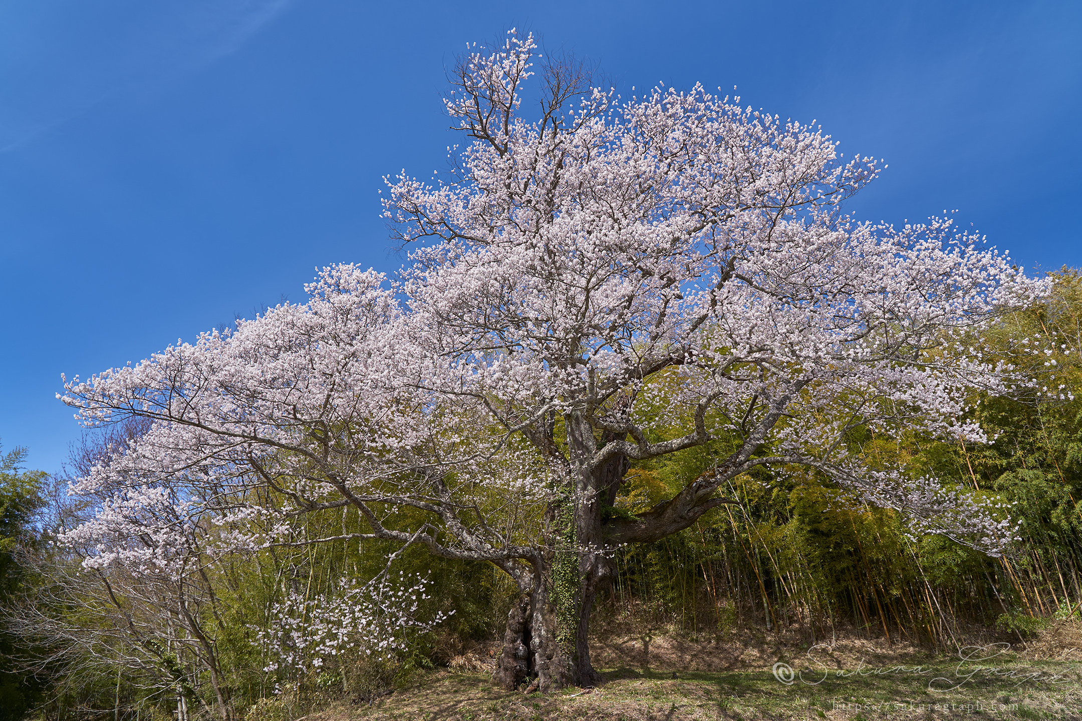 大桜