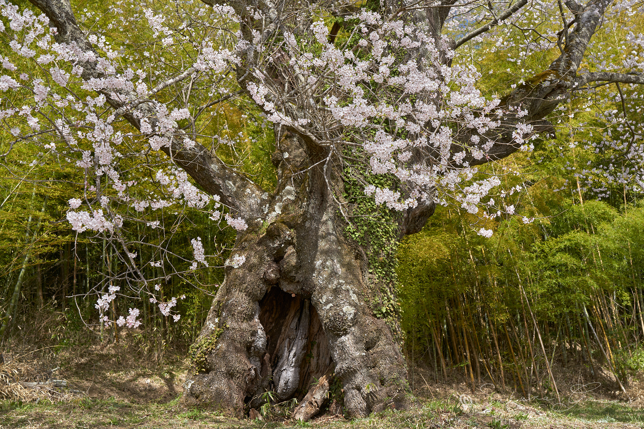 大桜