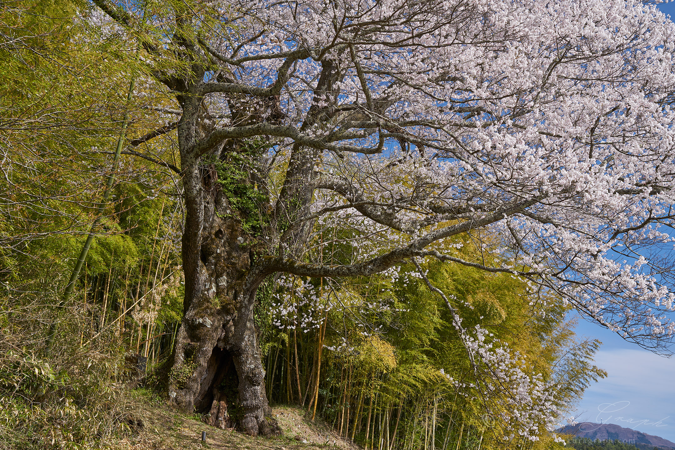 大桜