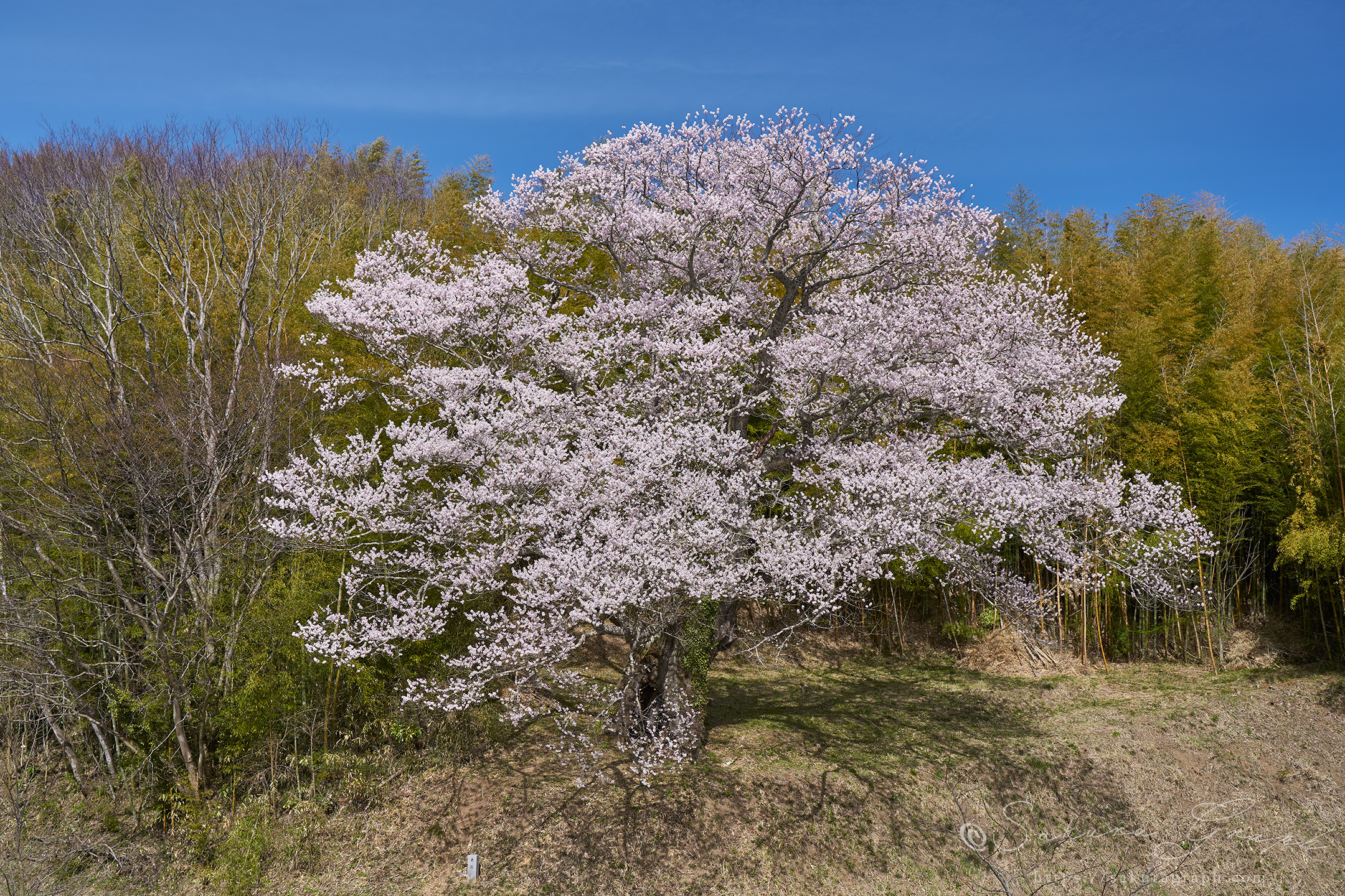 大桜