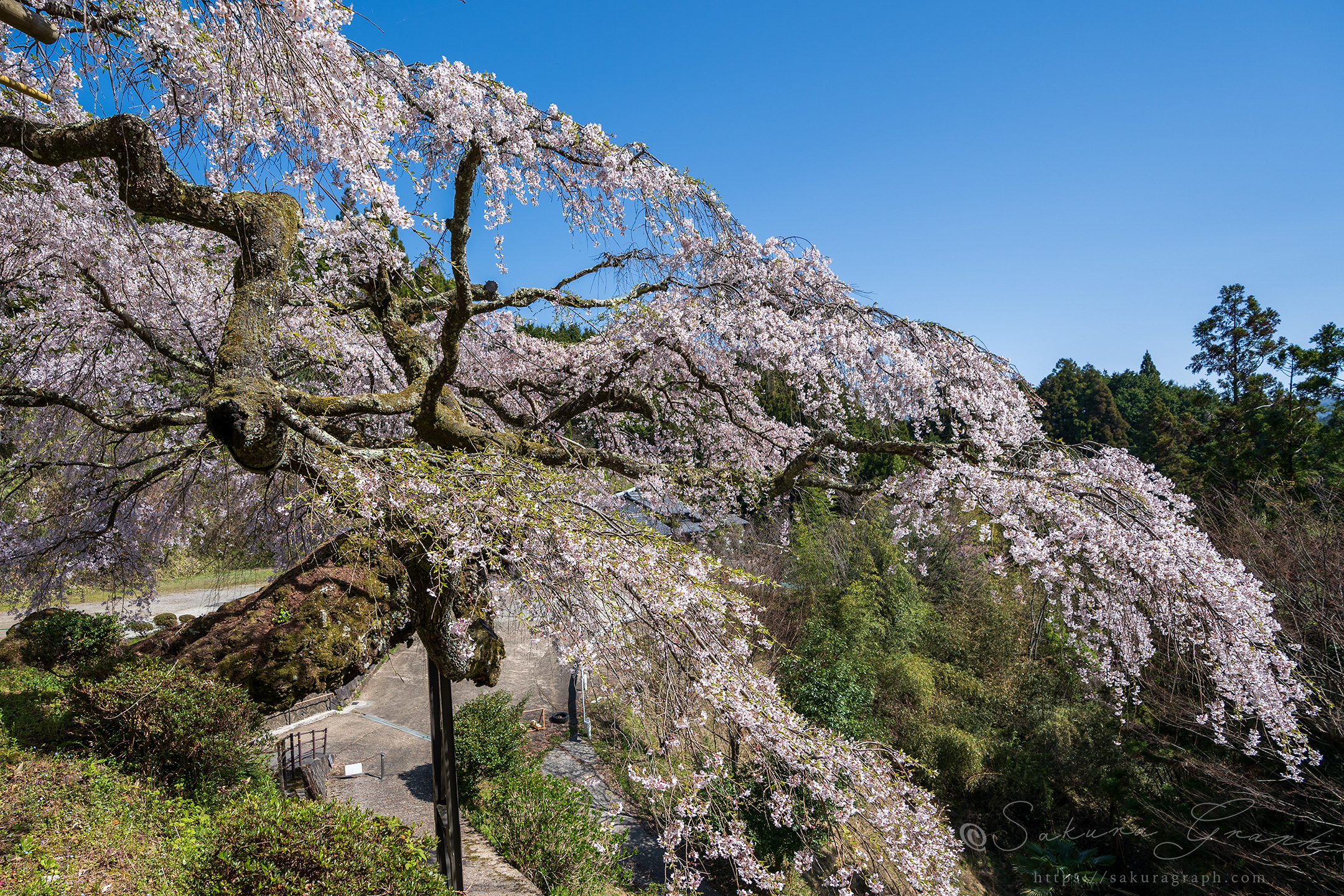 瀧蔵神社の権現桜