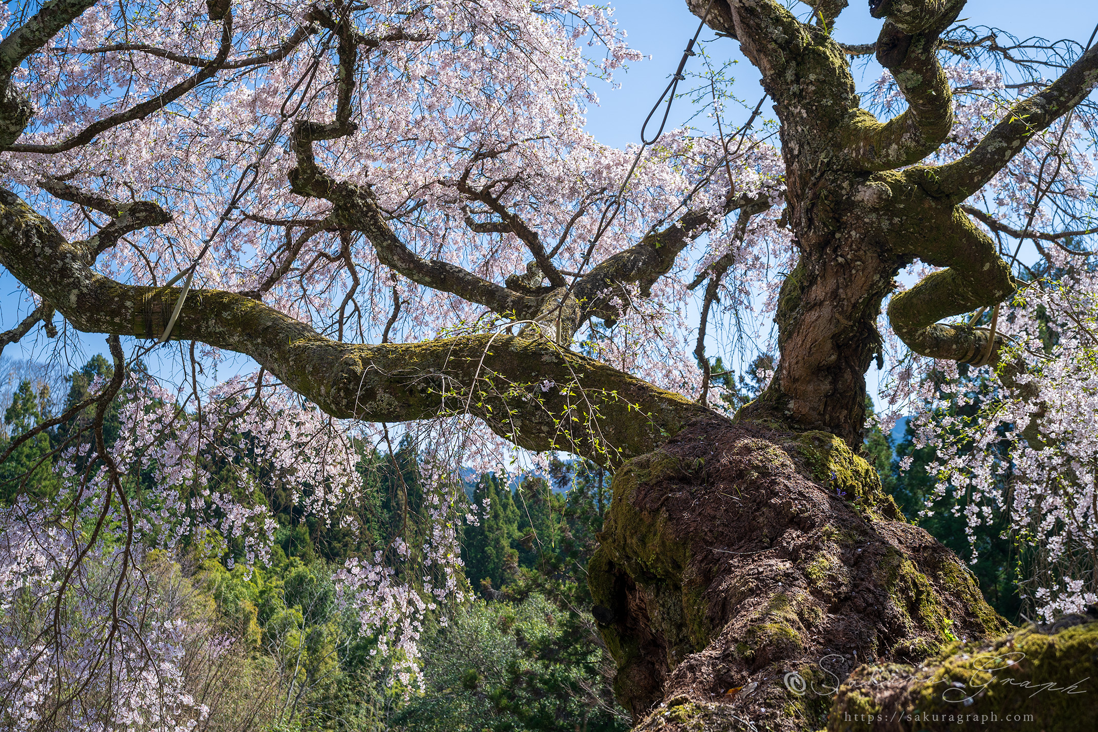 瀧蔵神社の権現桜