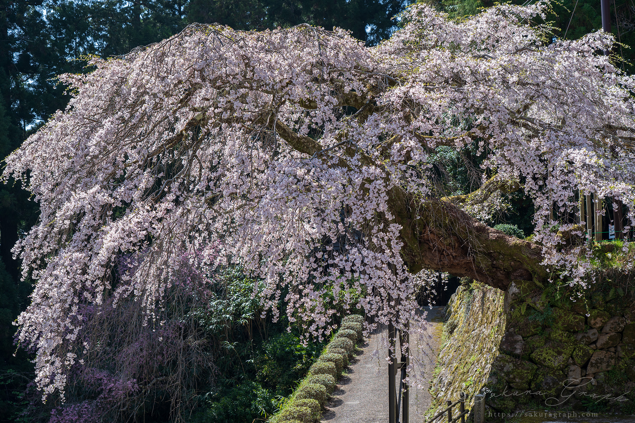 瀧蔵神社の権現桜