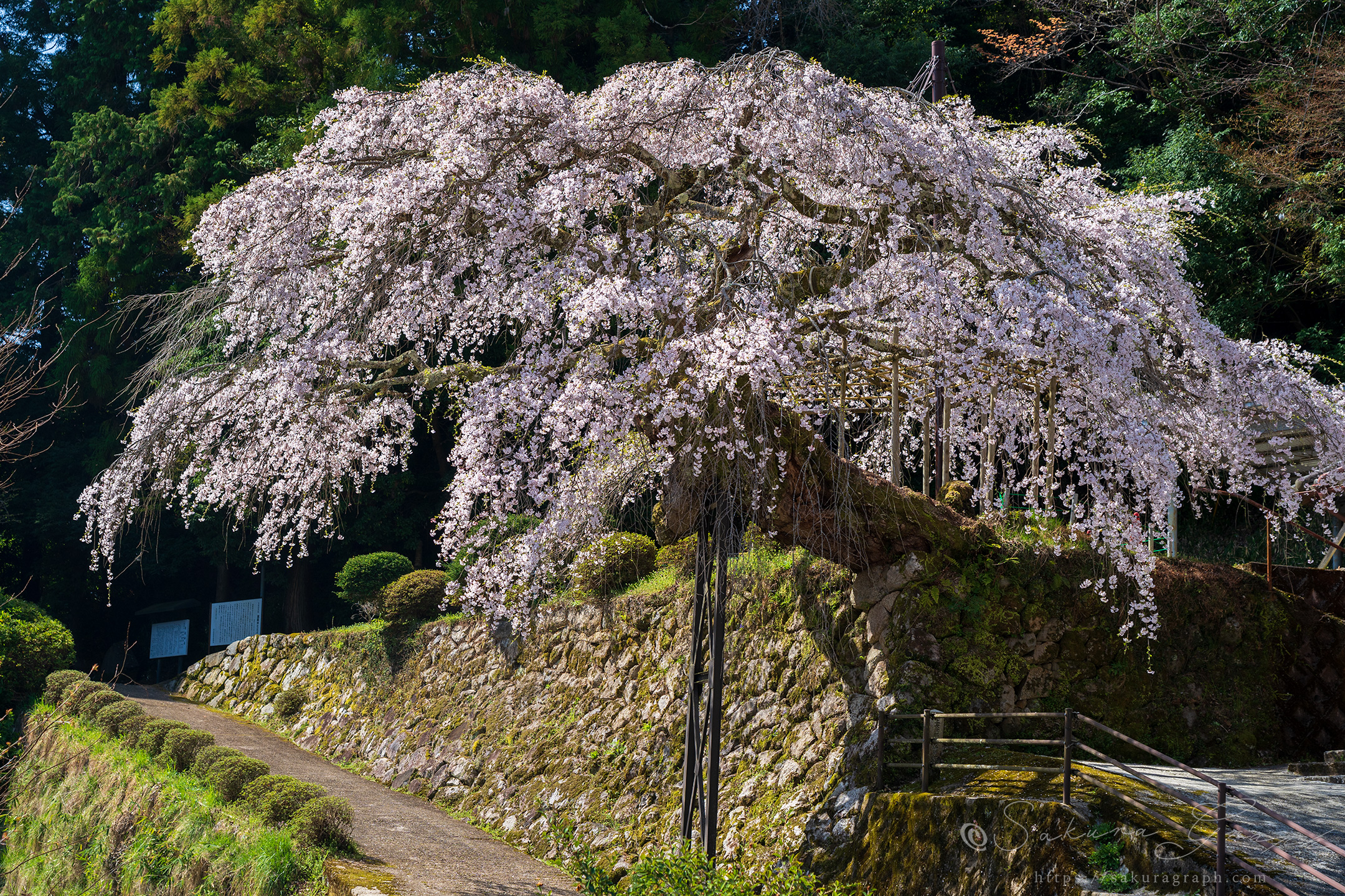 瀧蔵神社の権現桜