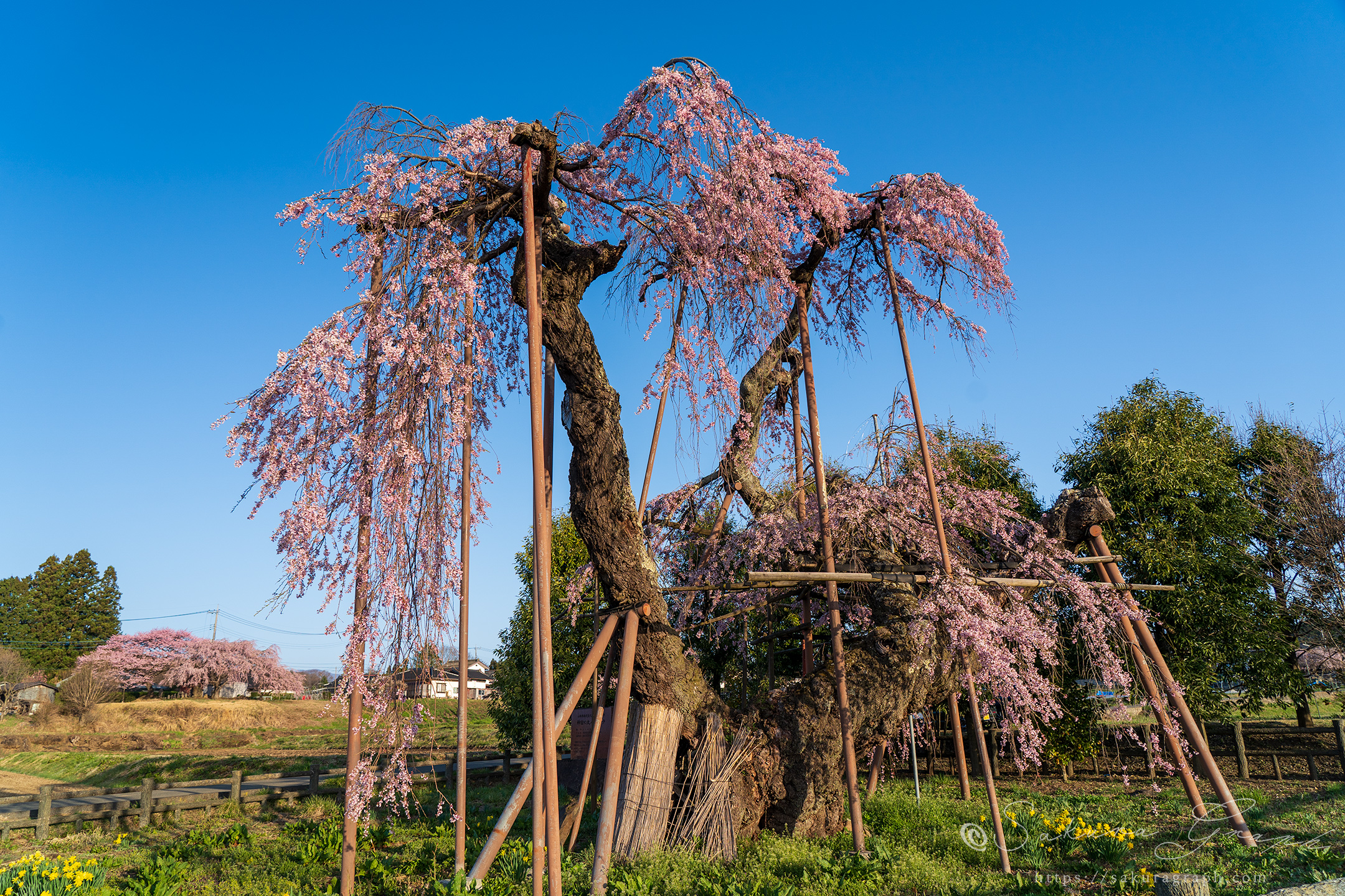 神田の大糸桜