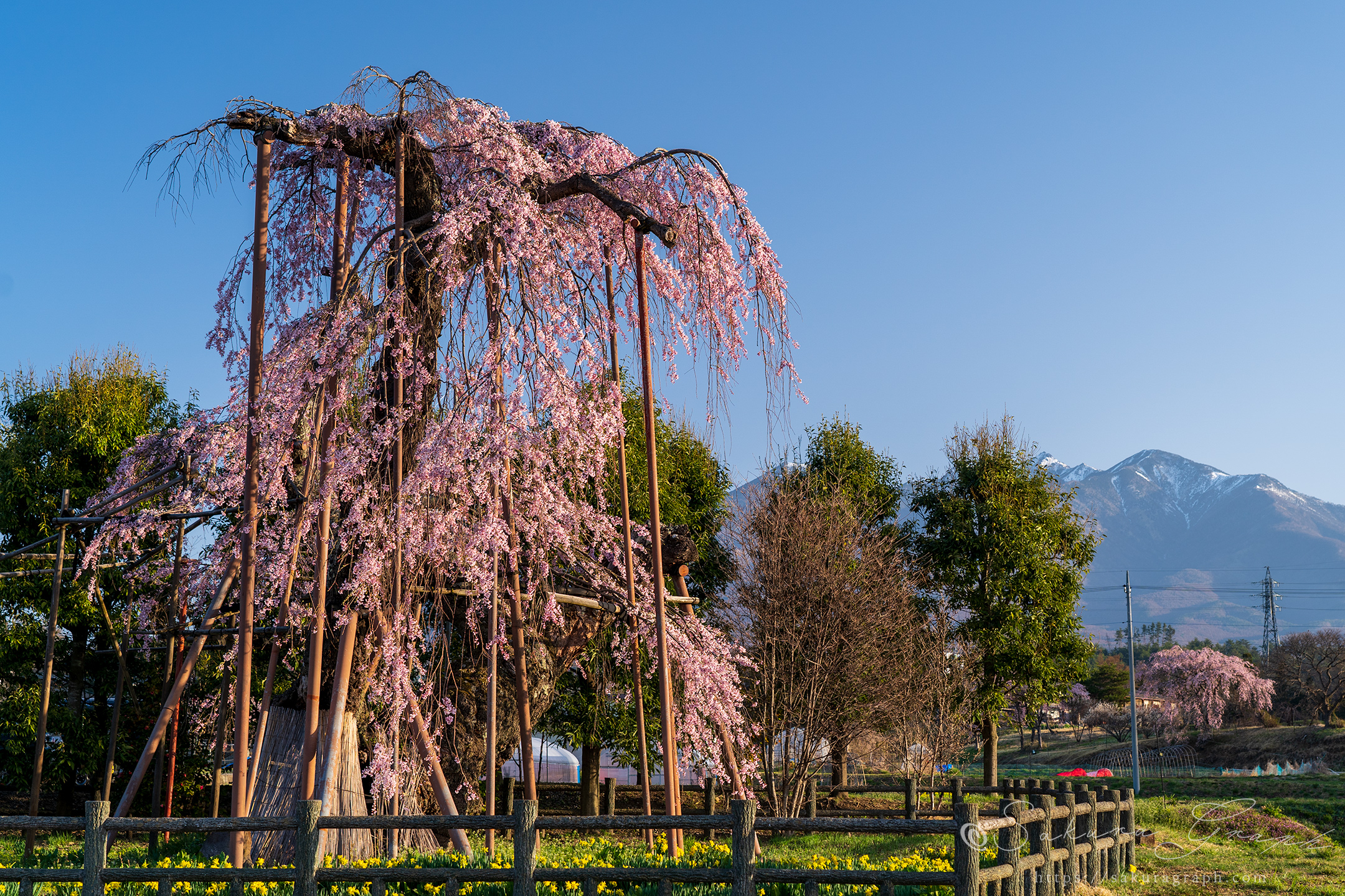 神田の大糸桜