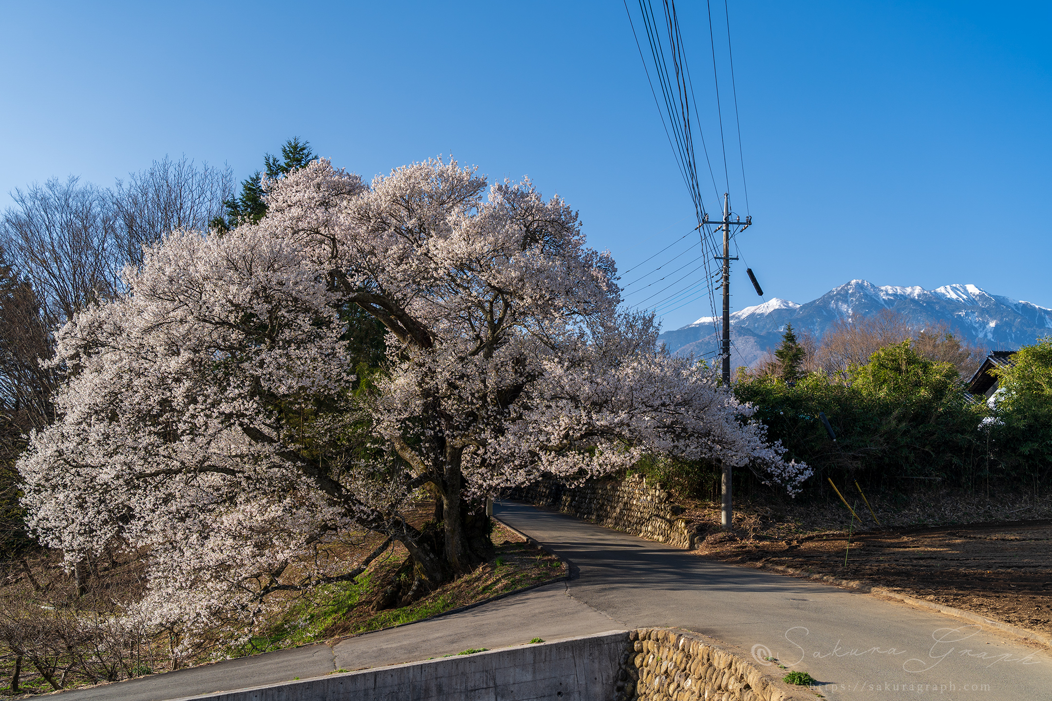 関の桜