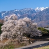 関の桜