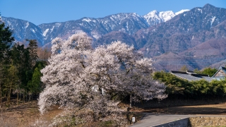 関の桜