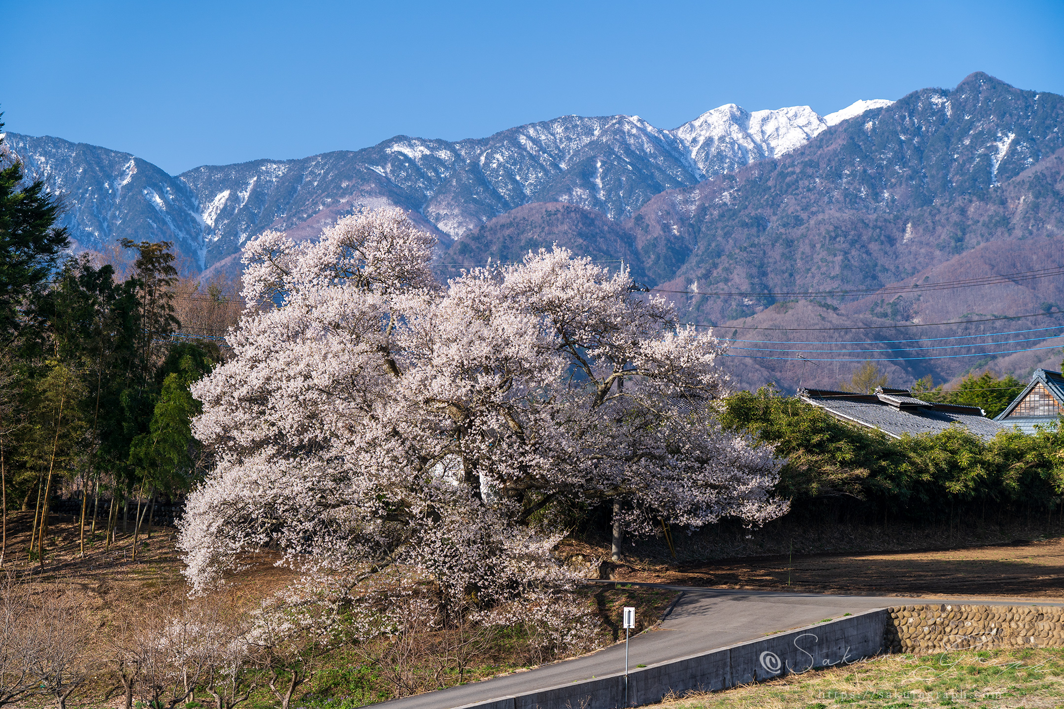 関の桜