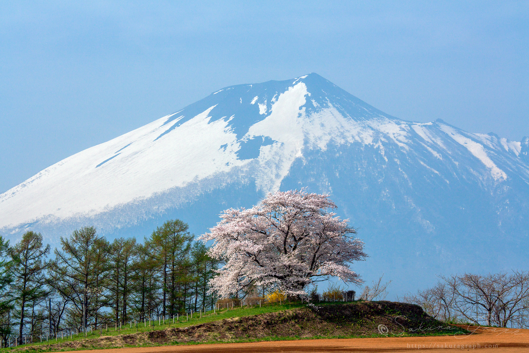 為内の一本桜