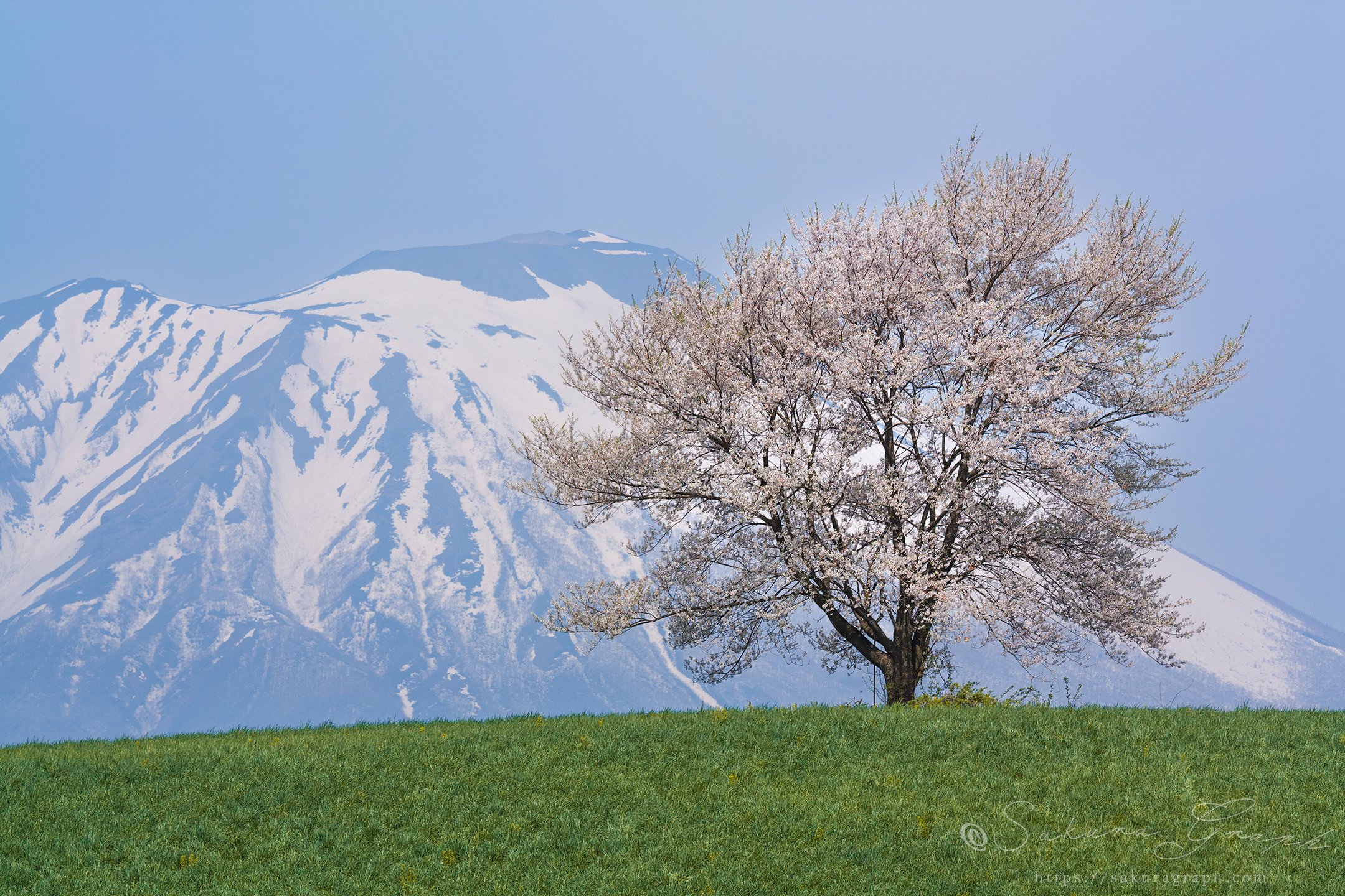 滝沢の一本桜