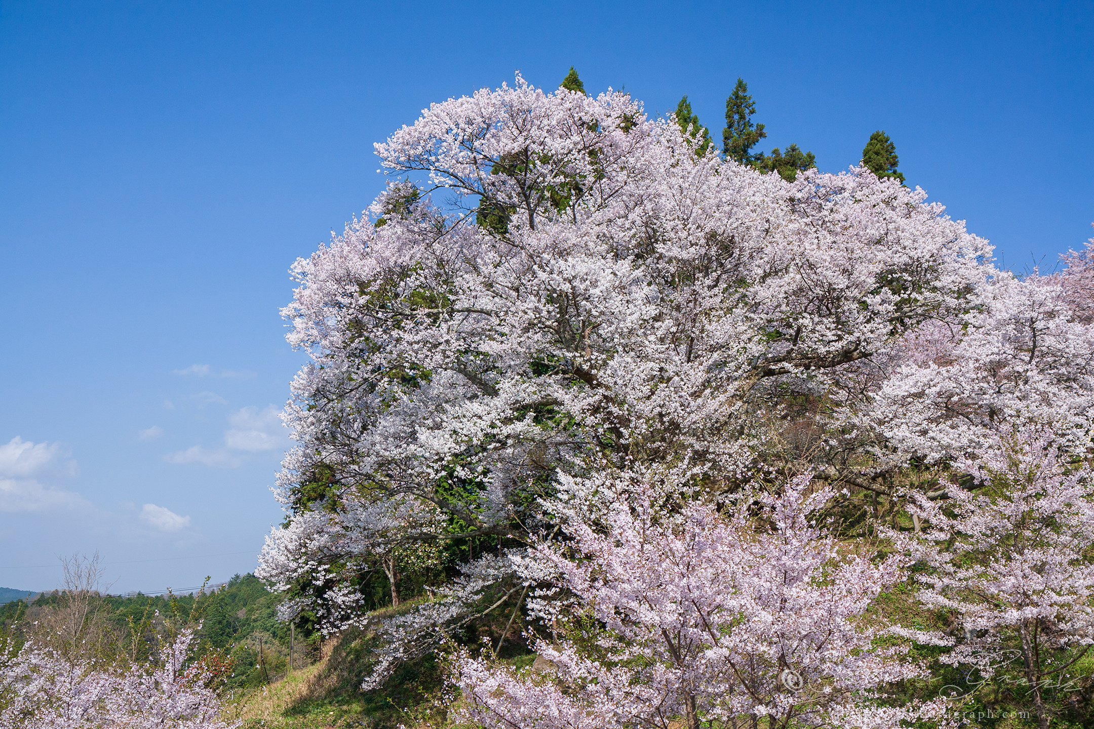 仏隆寺の千年桜