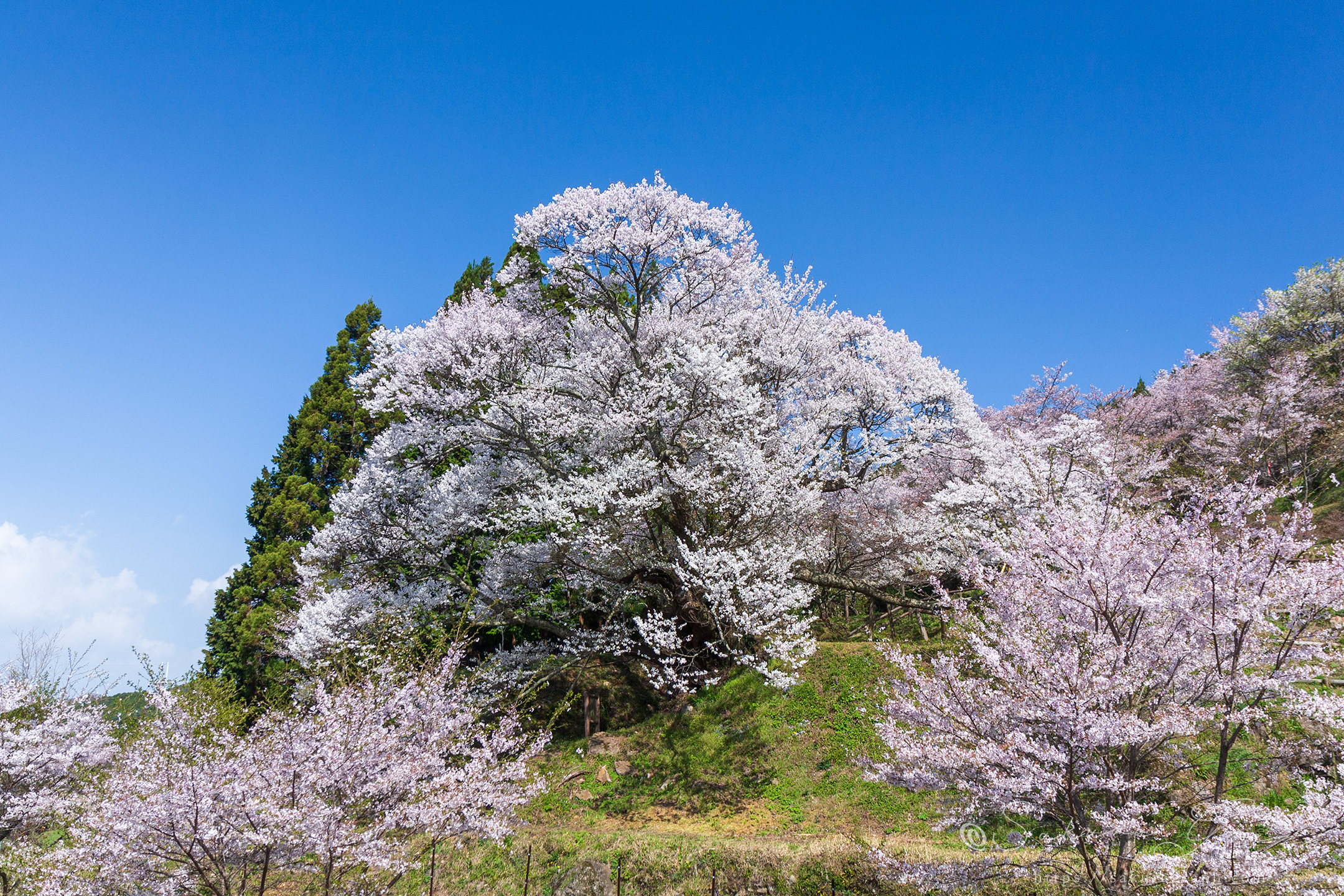 仏隆寺の千年桜