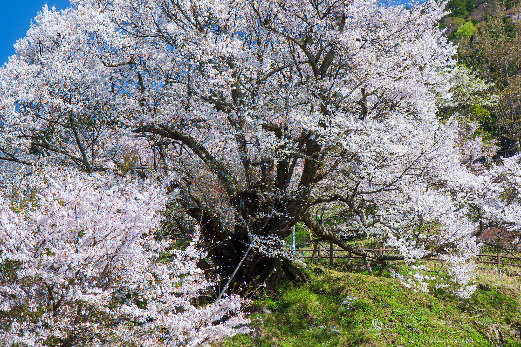 仏隆寺の千年桜