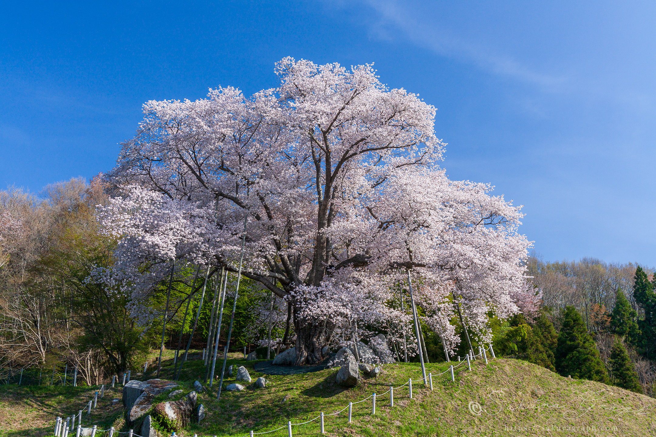 越代の桜