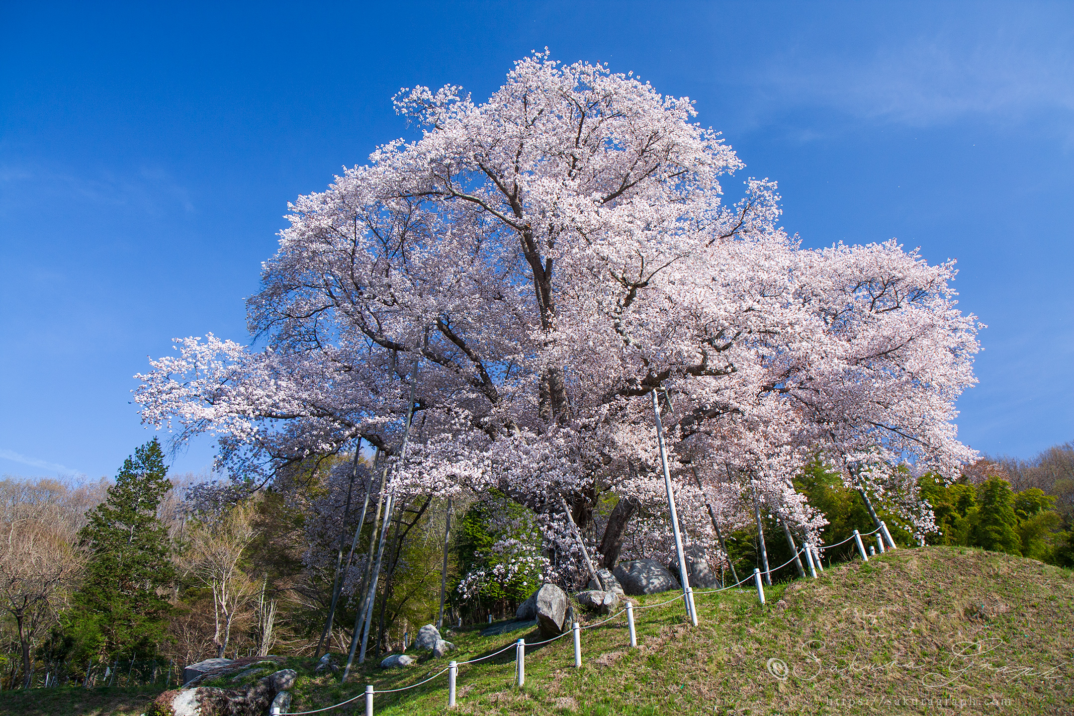 越代の桜