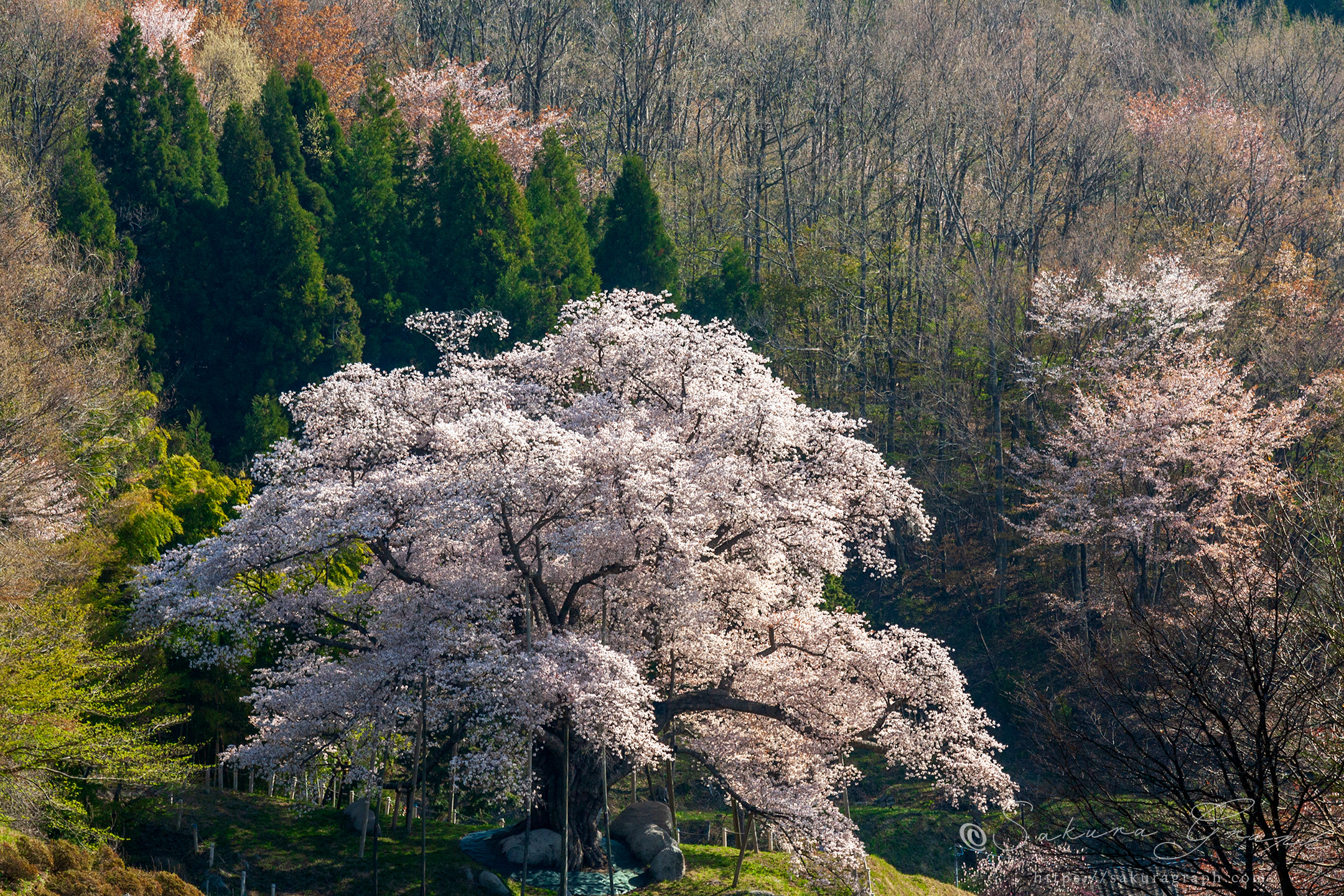 越代の桜