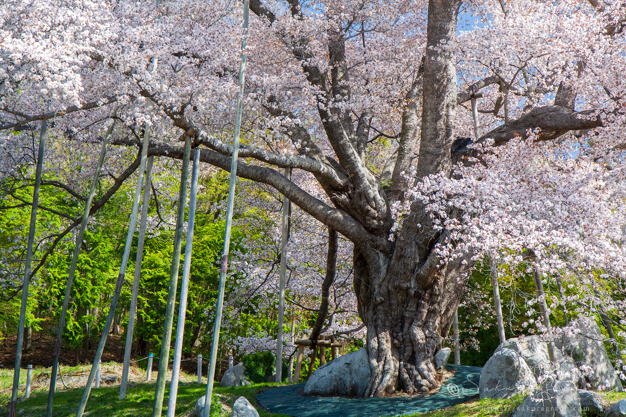 越代の桜