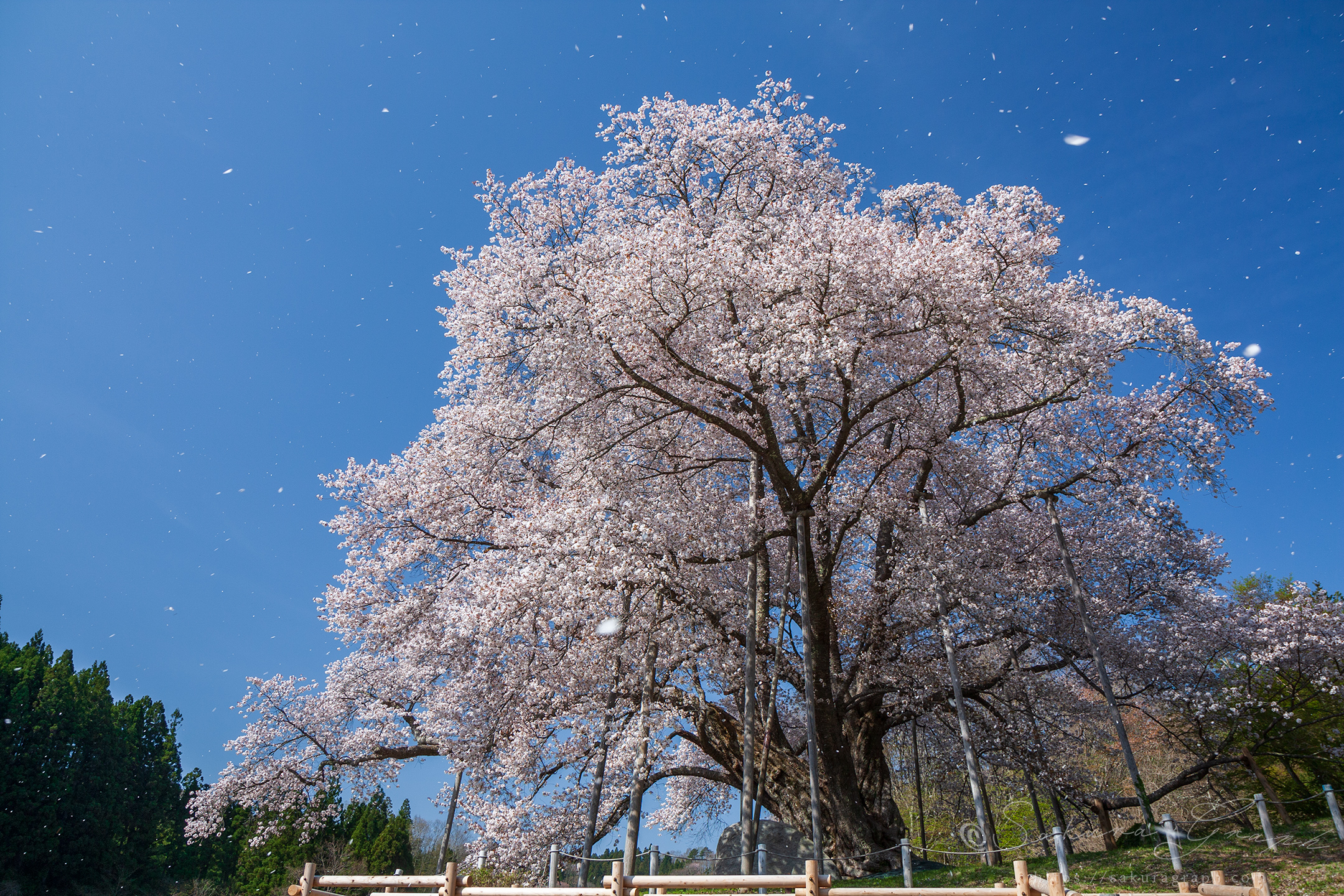 越代の桜