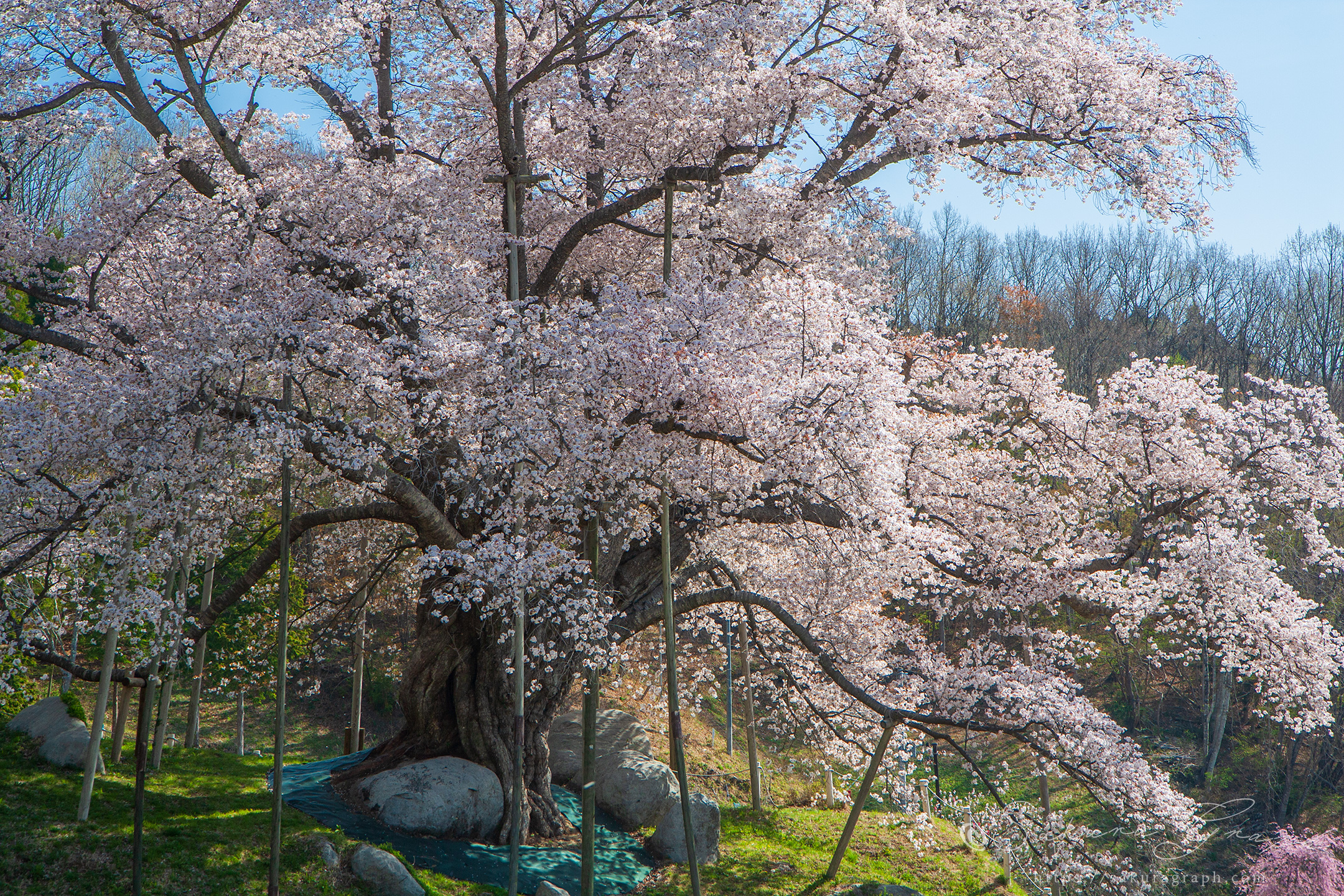 越代の桜