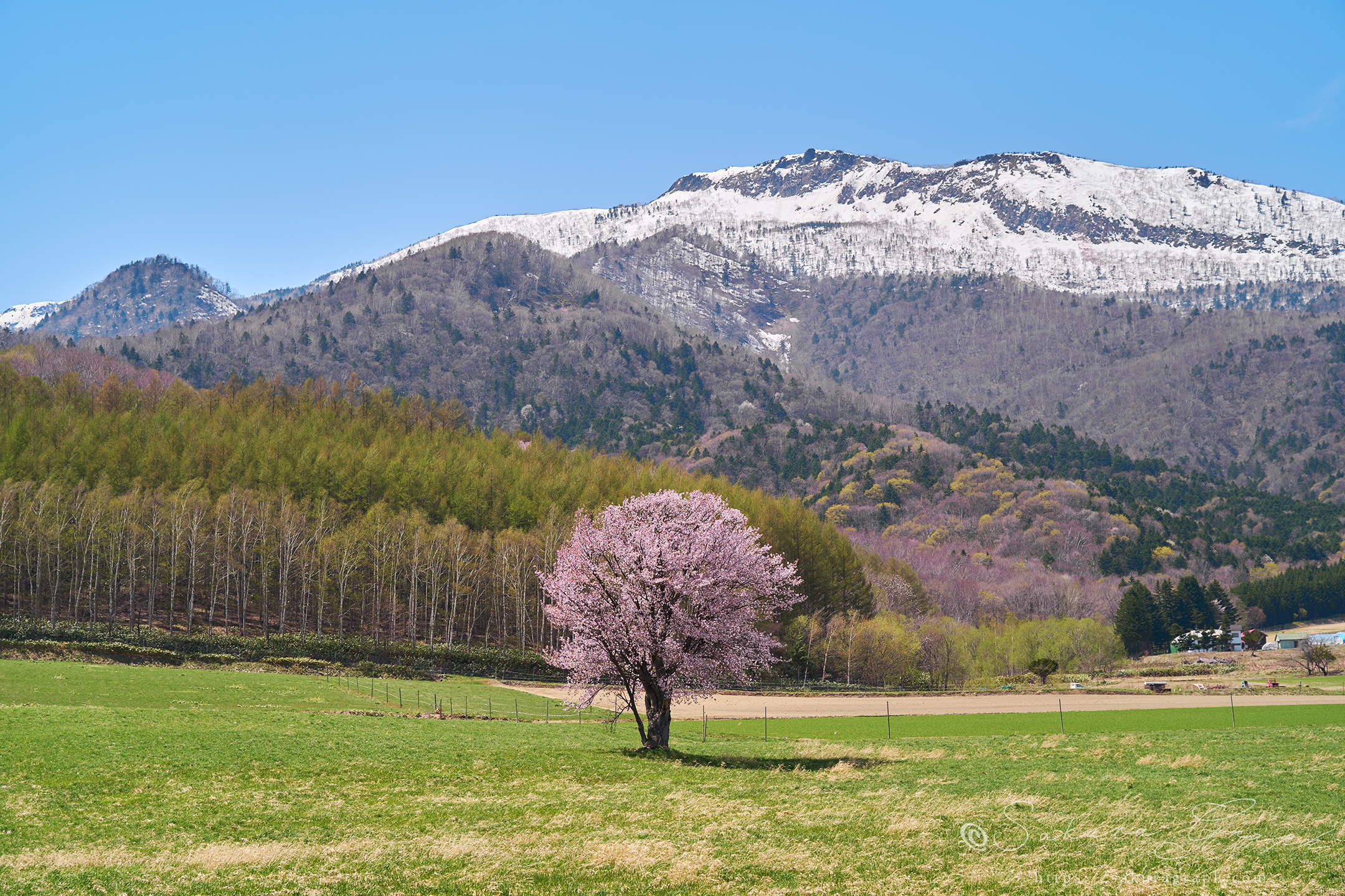 上御料の一本桜