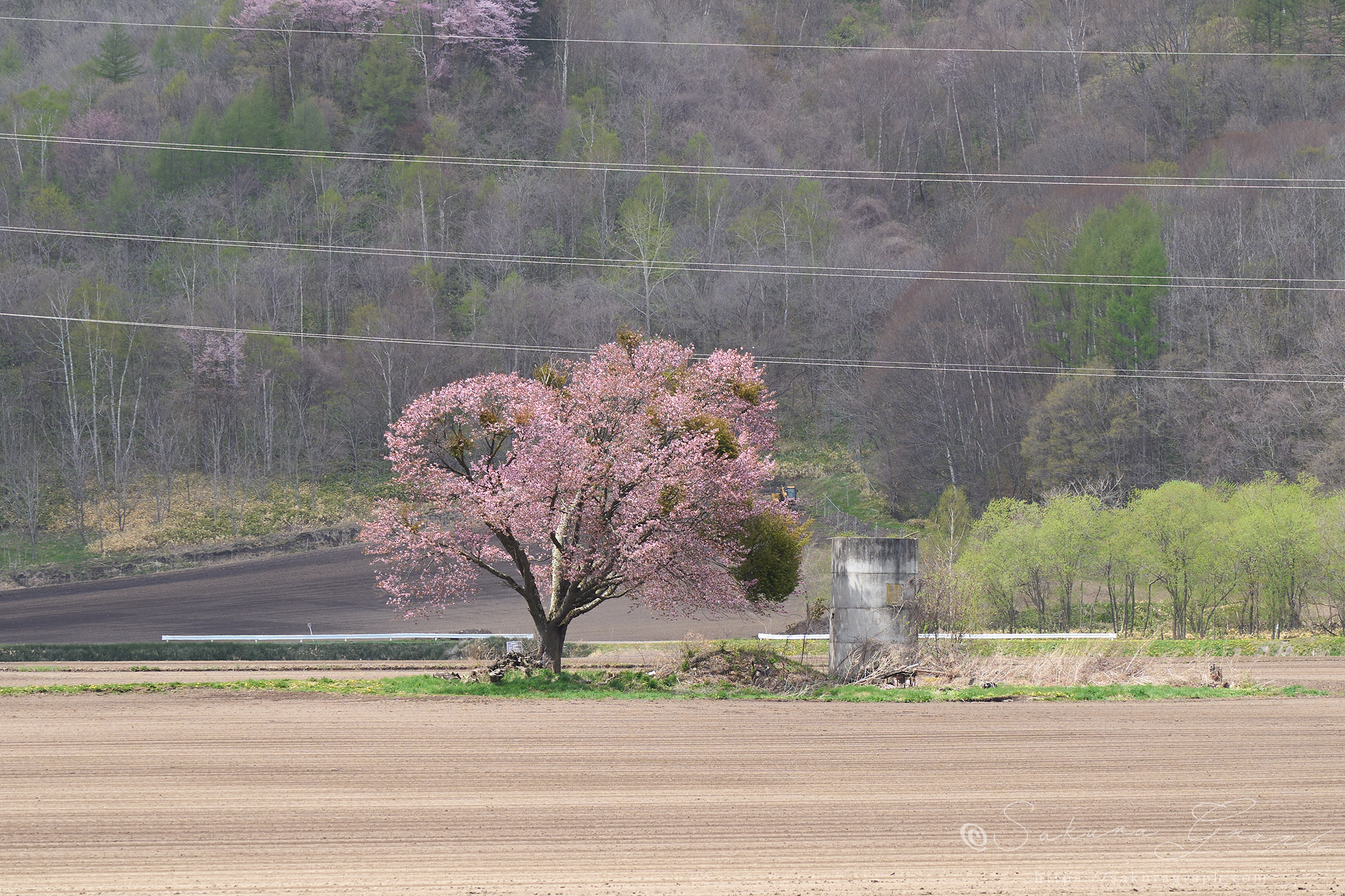 屈足の一本桜