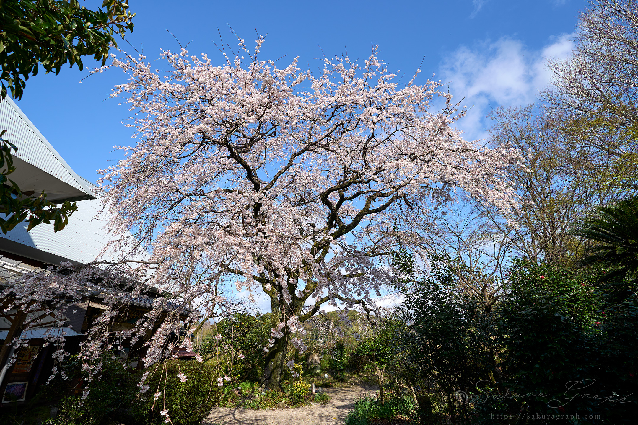 宝珠寺のヒメシダレザクラ