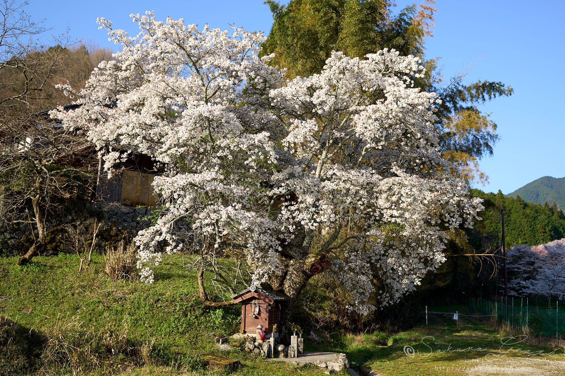 北向地蔵桜