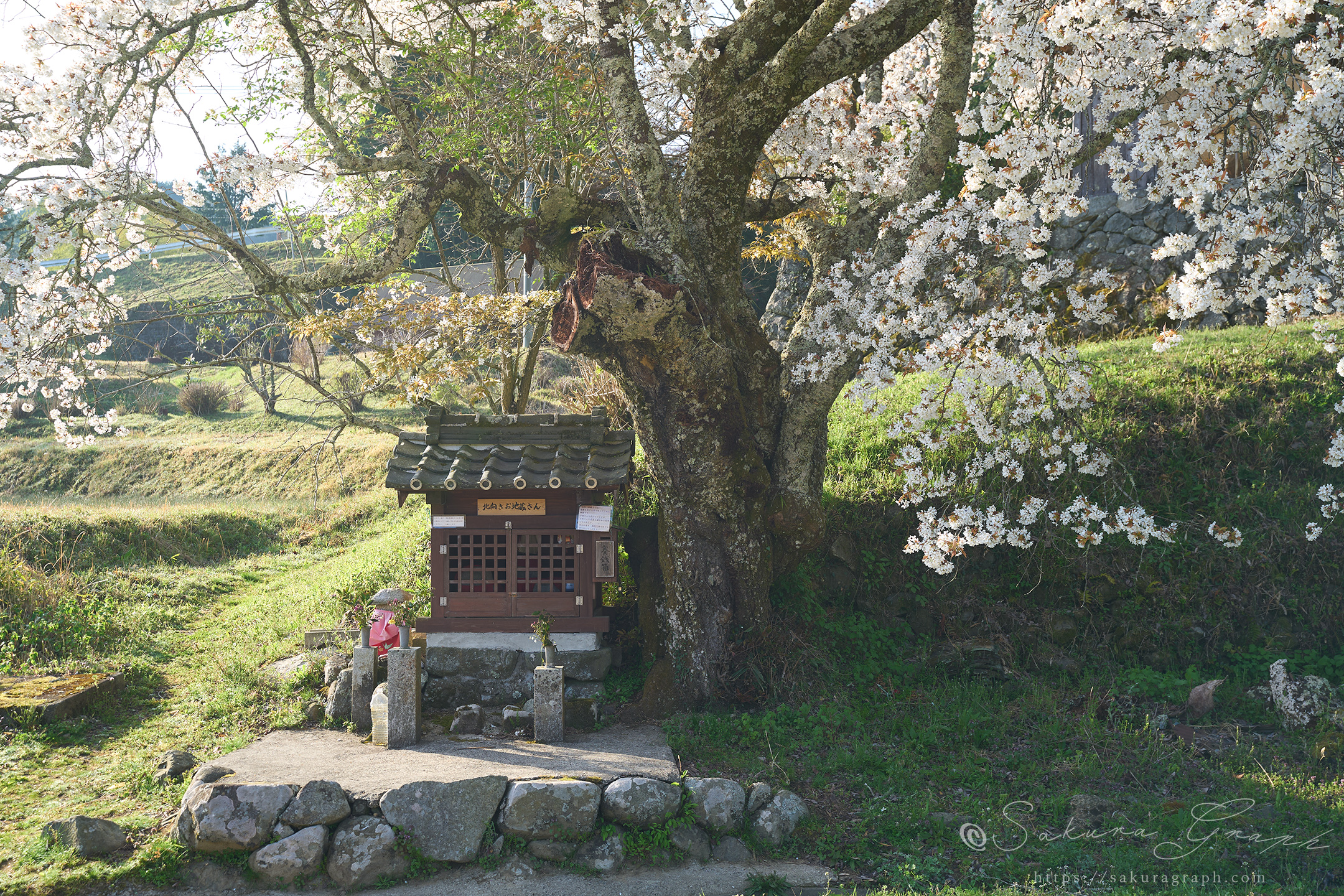 北向地蔵桜