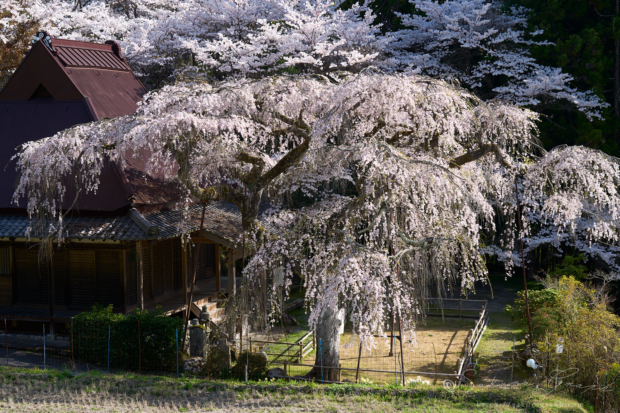 西光寺城之山桜