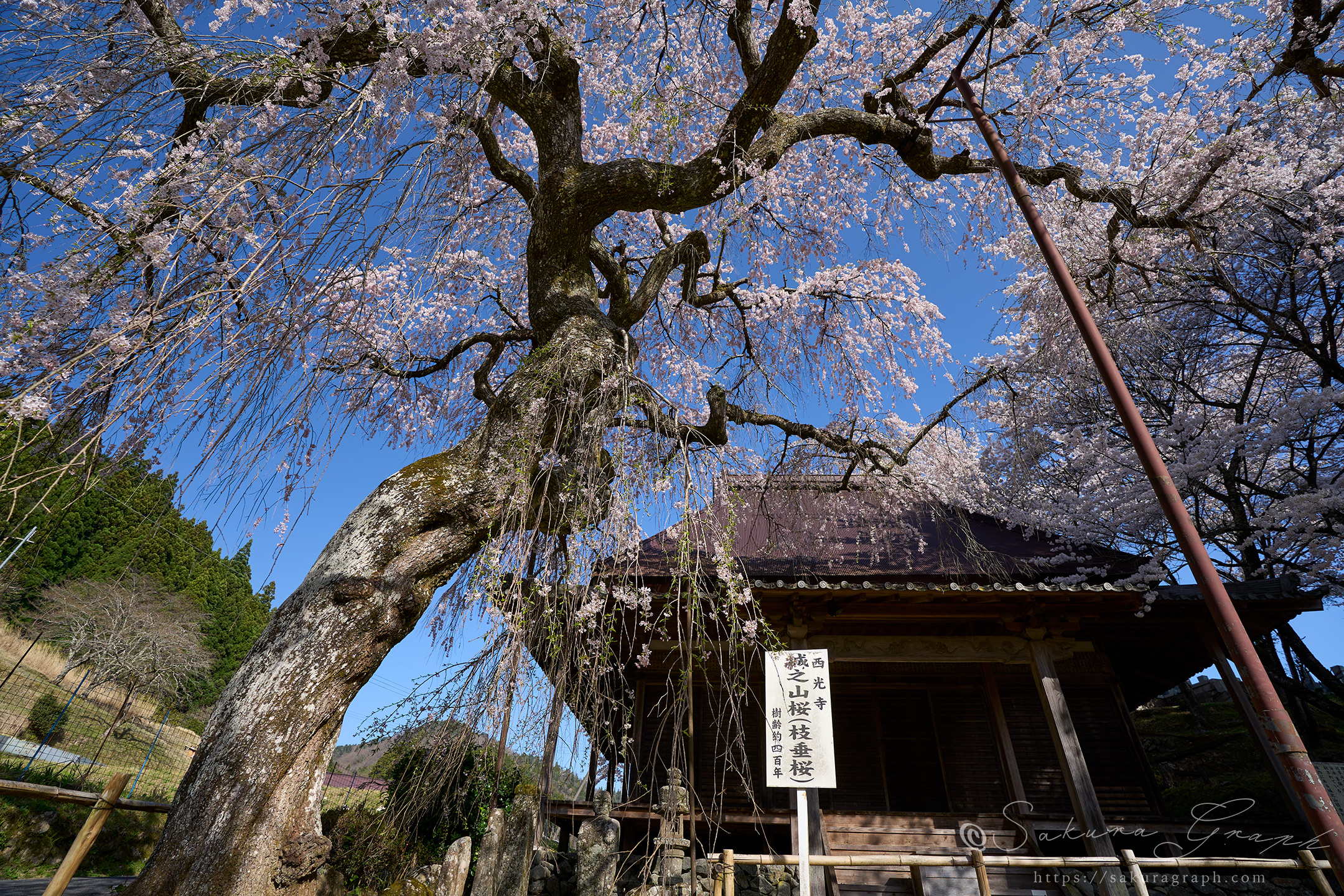 西光寺城之山桜