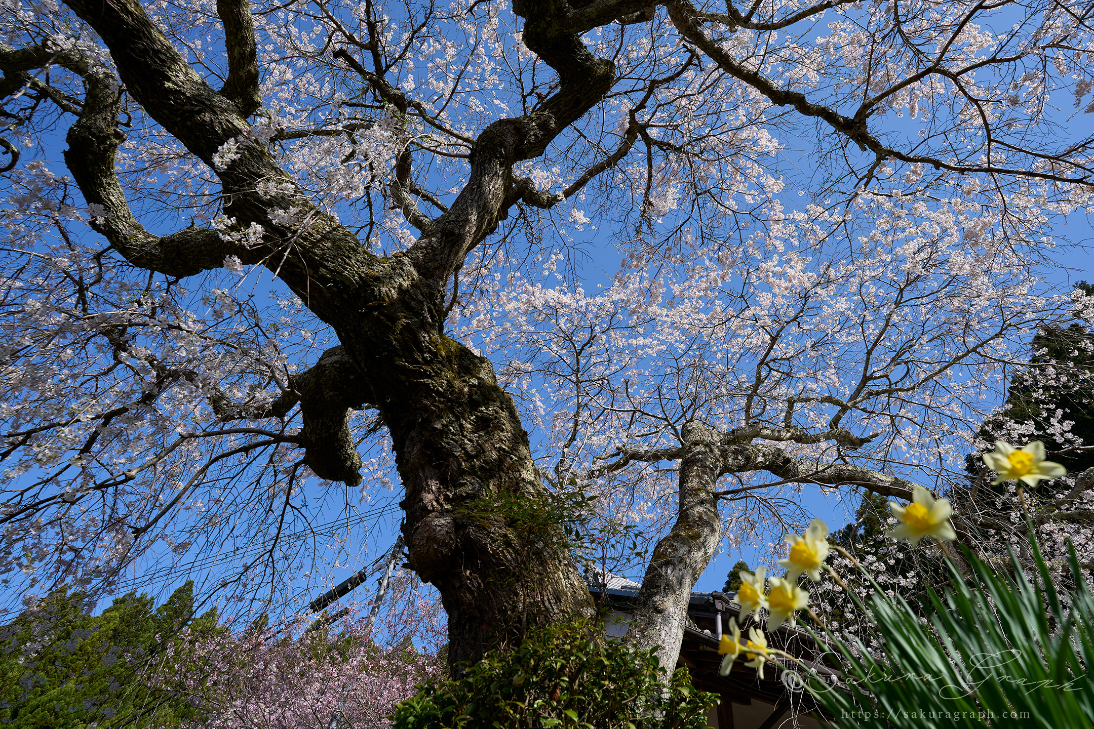 悟真寺のシダレザクラ