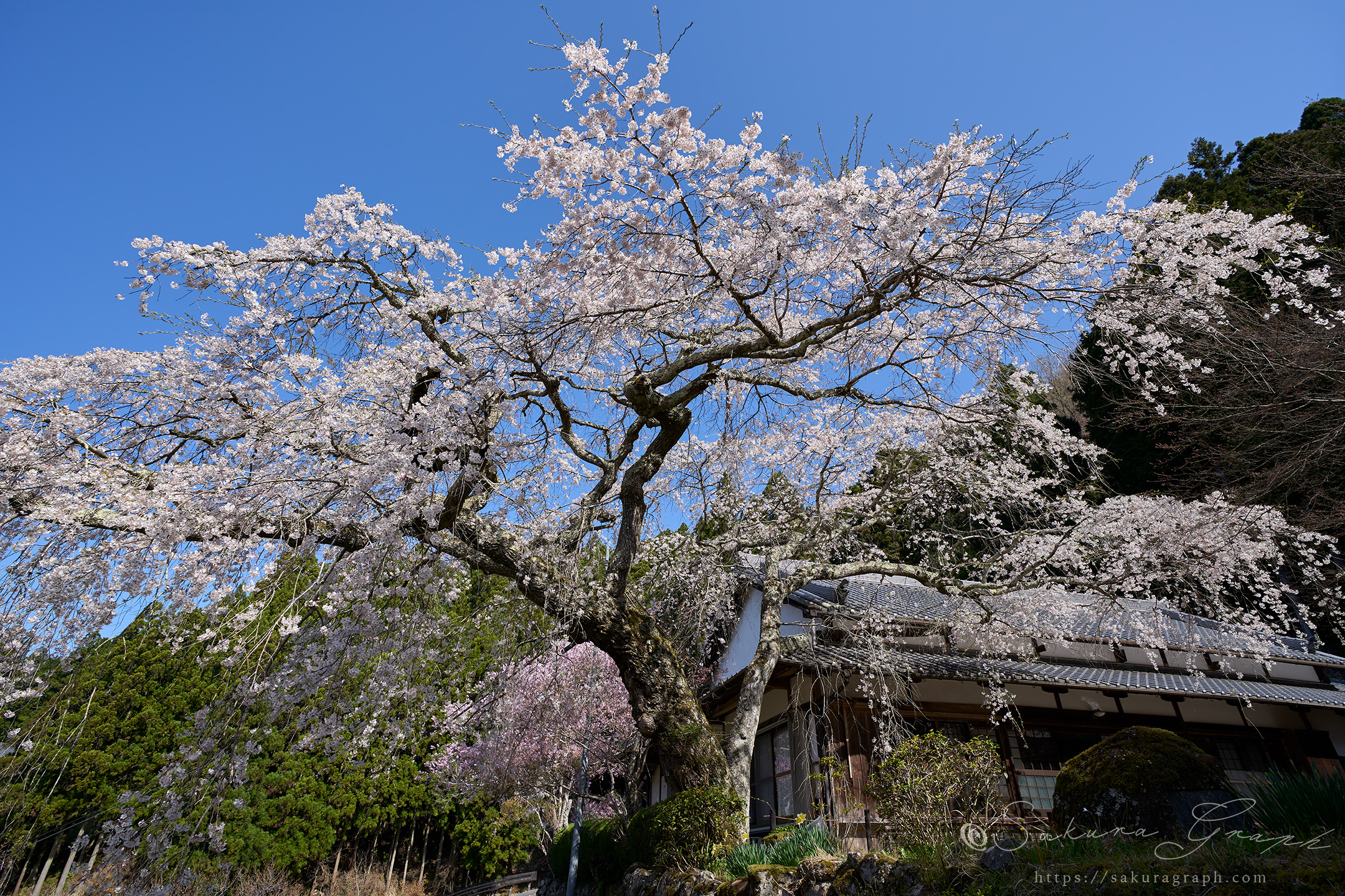 悟真寺のシダレザクラ