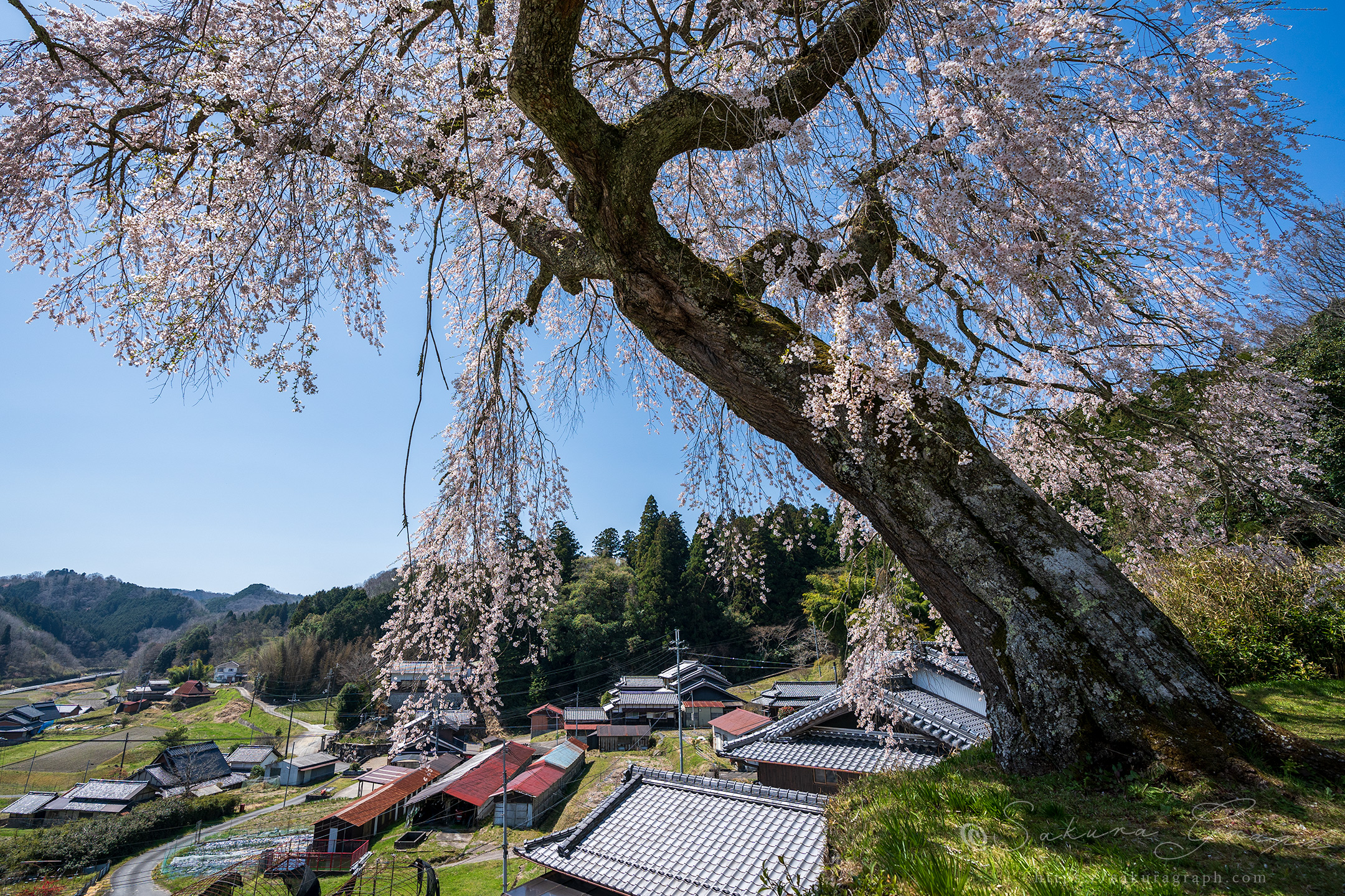 小原の極楽桜