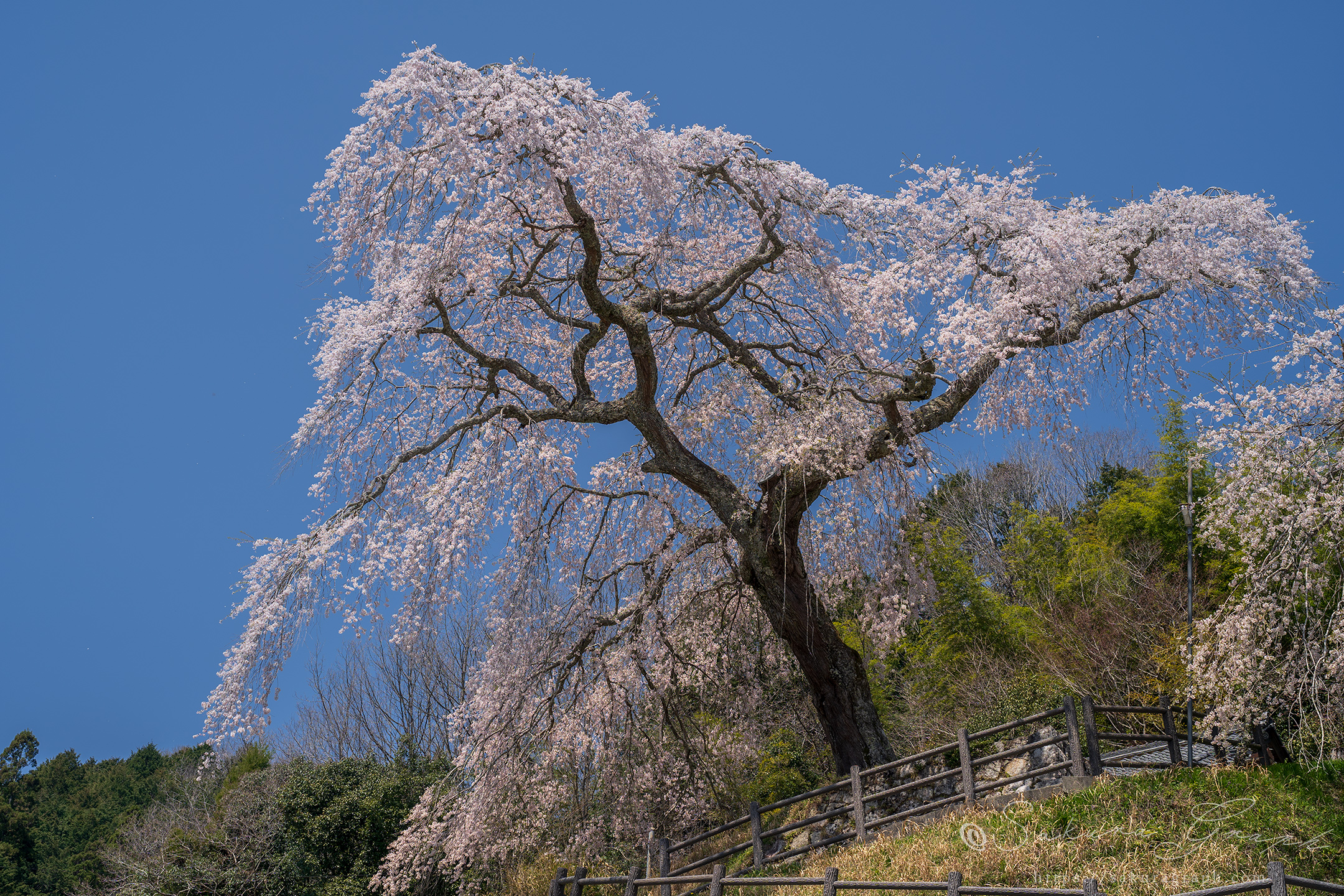 小原の極楽桜