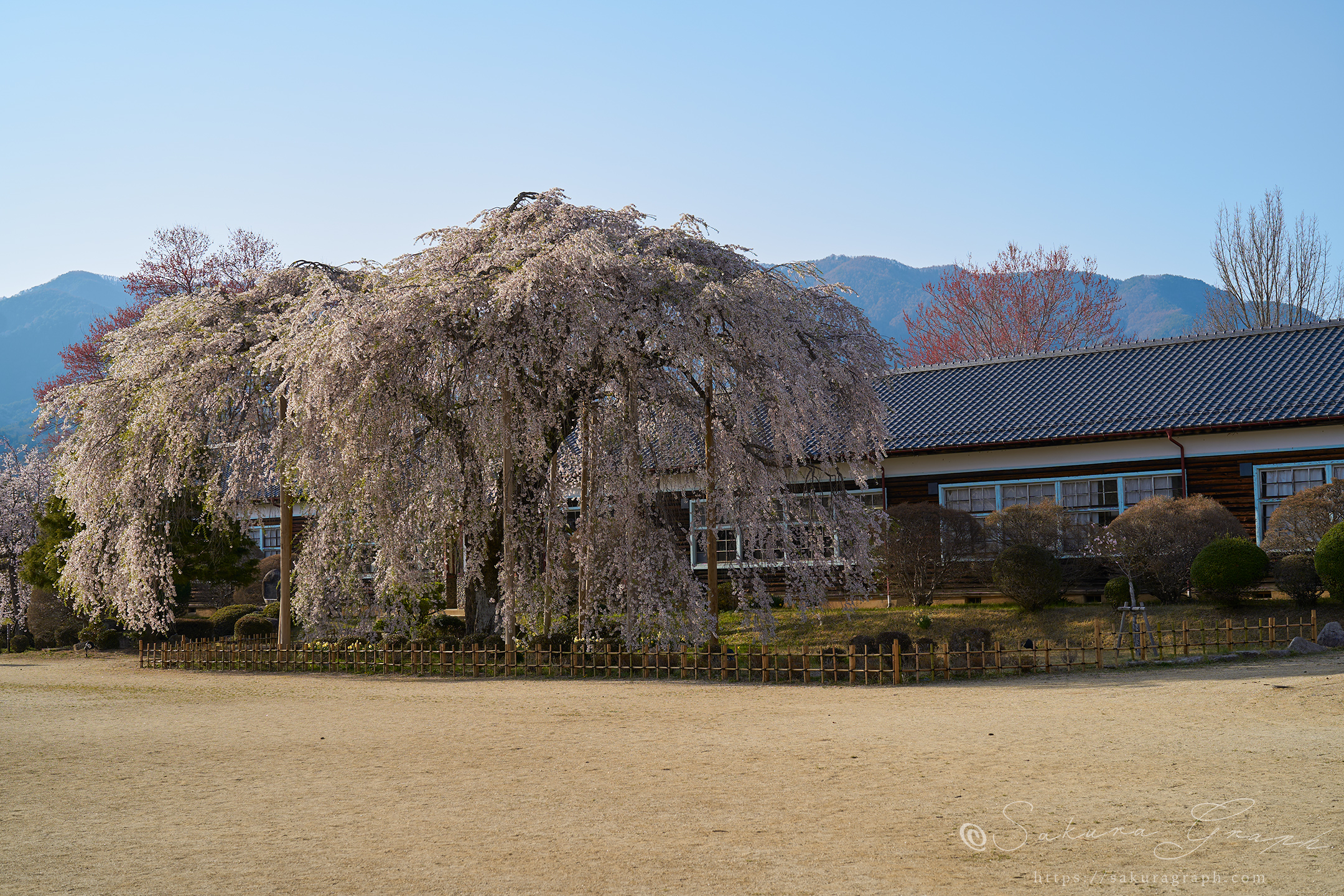 杵原学校のシダレザクラ