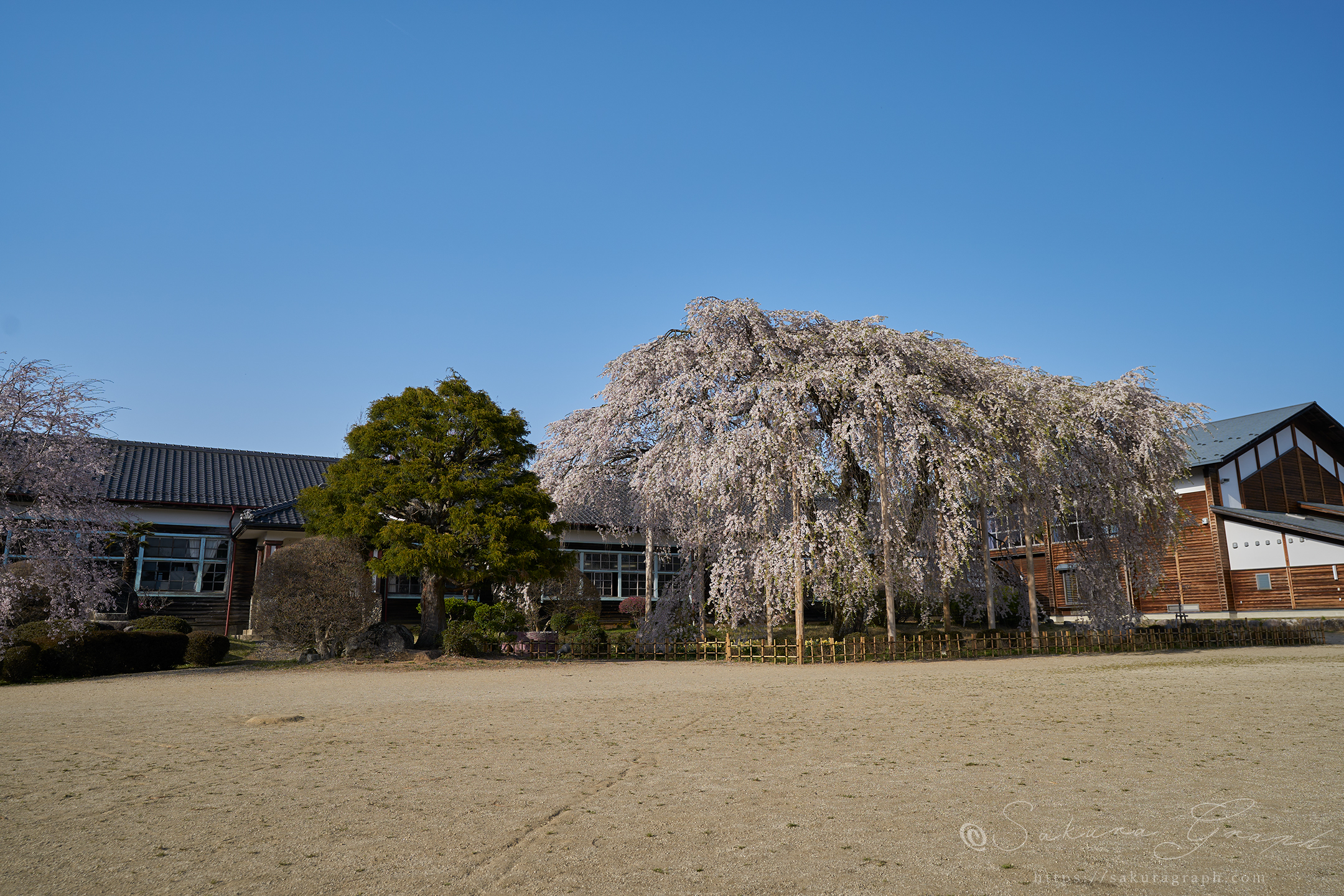 杵原学校のシダレザクラ