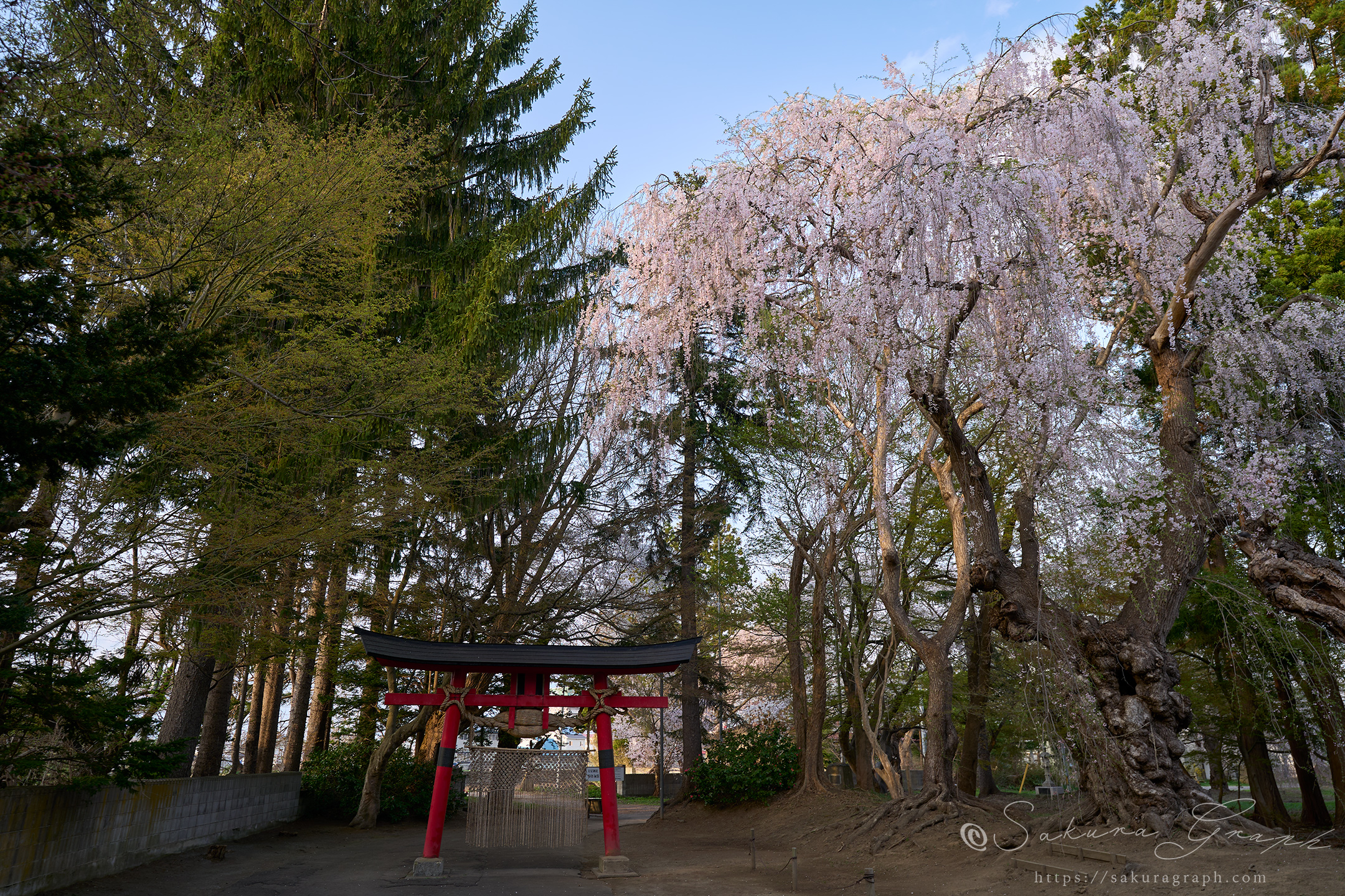 大星神社のシダレザクラ