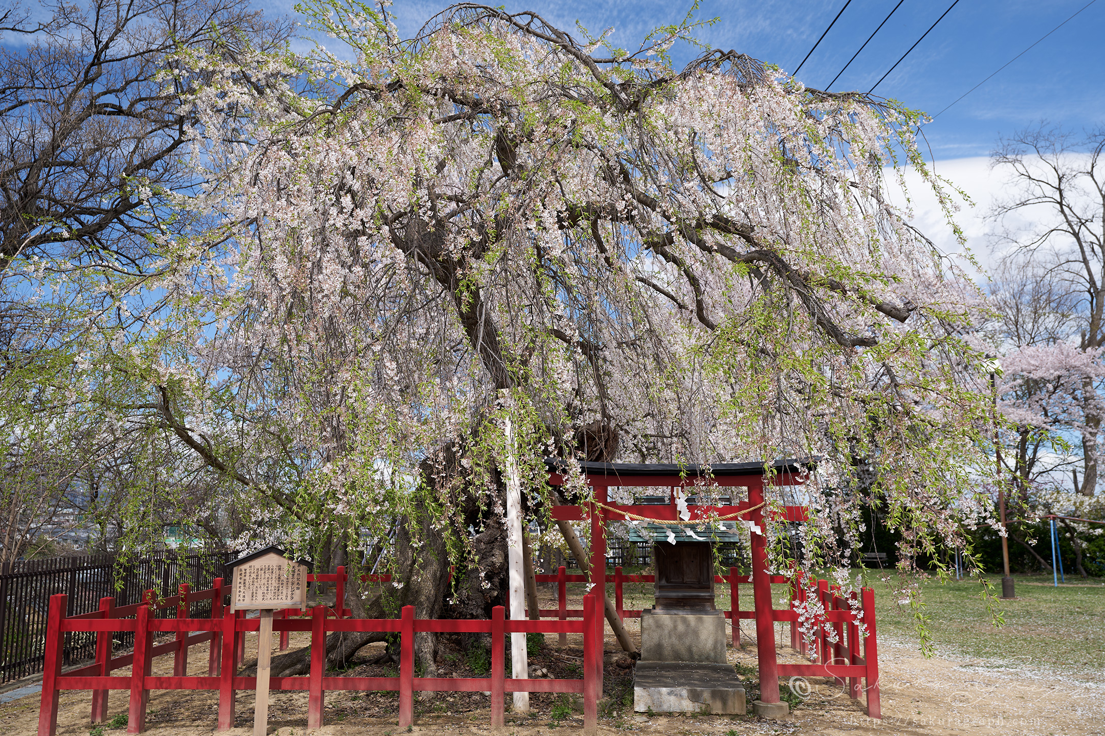 天満宮のシダレザクラ