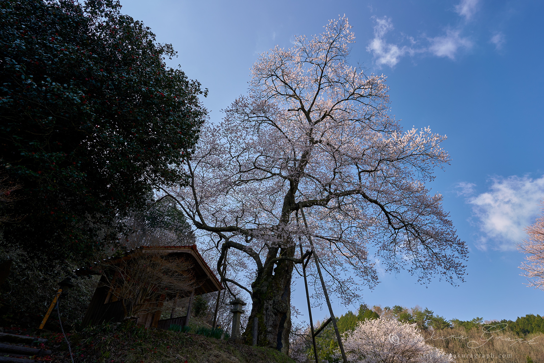 岩井畝の大桜