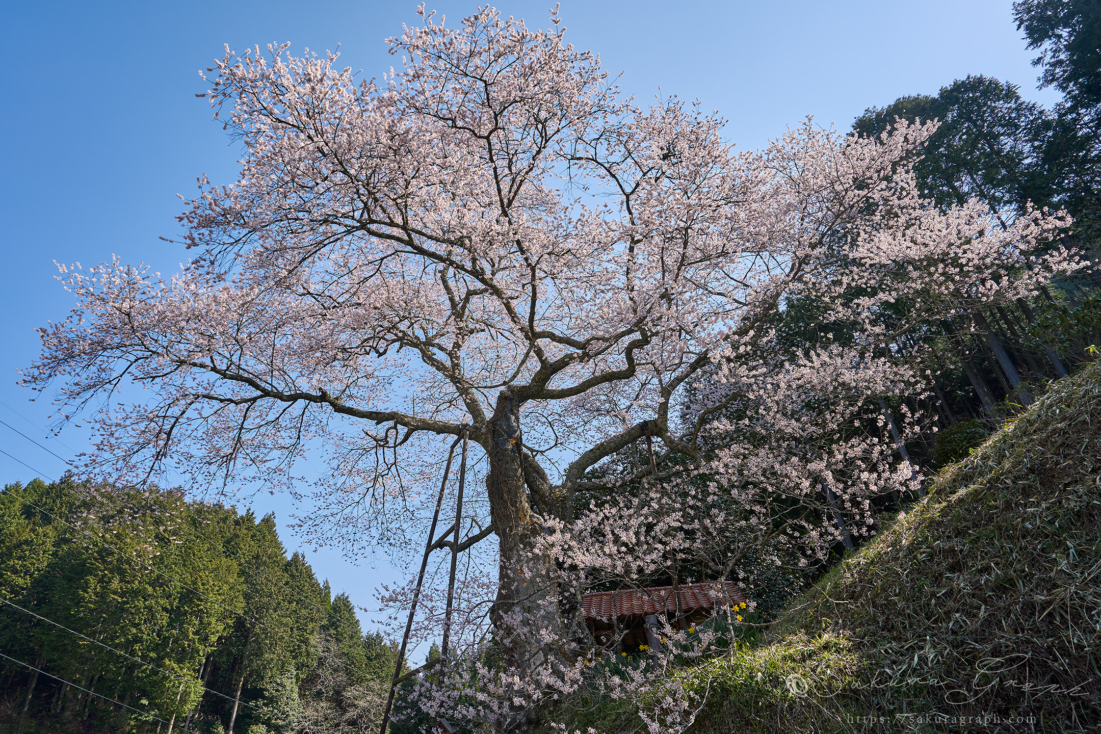 岩井畝の大桜