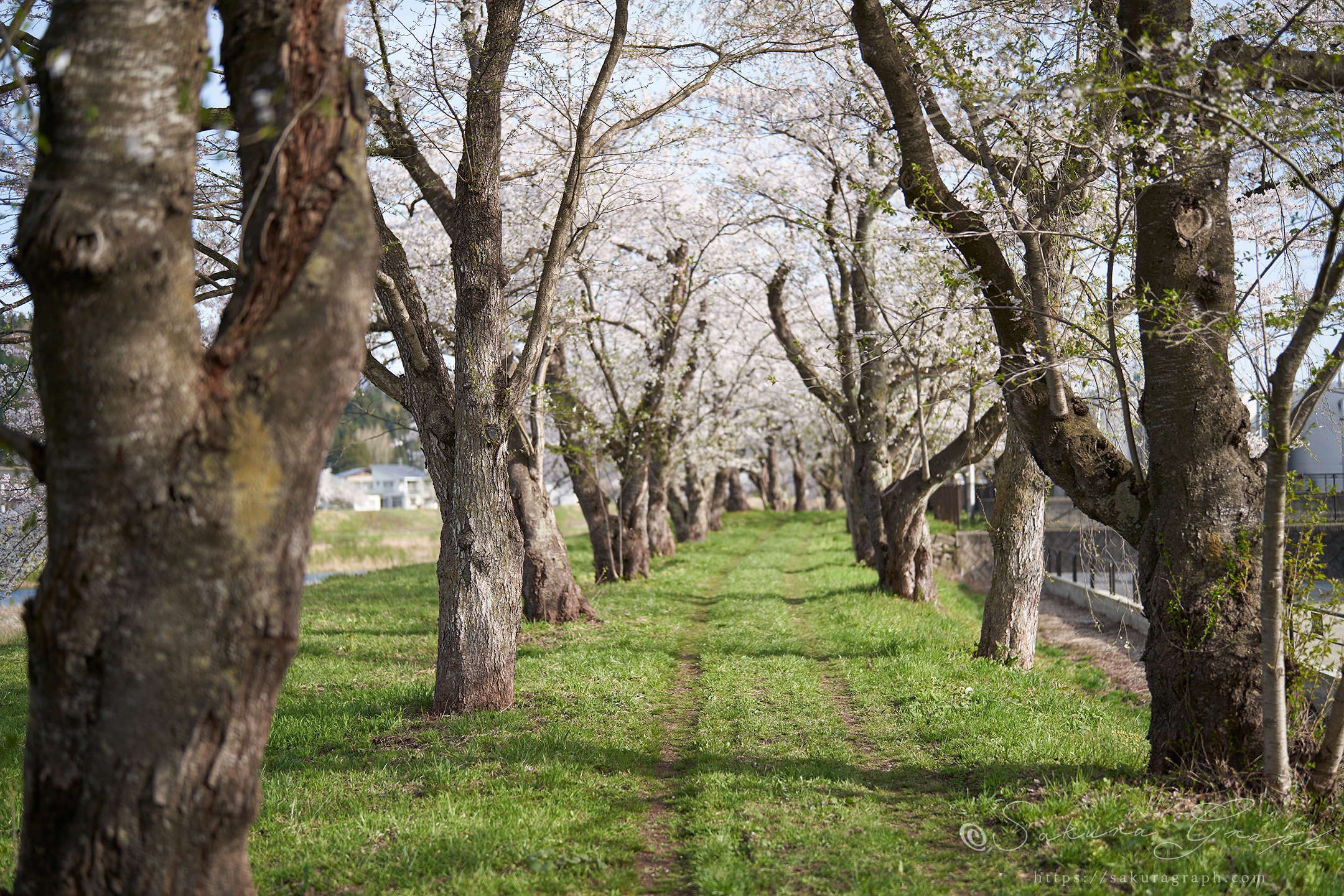 桧木内川堤の桜並木